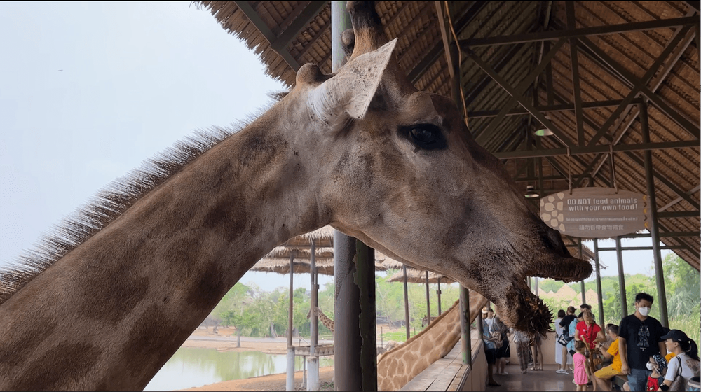 曼谷野生動物園 親餵長頸鹿最難忘 獅子爭食都睇到