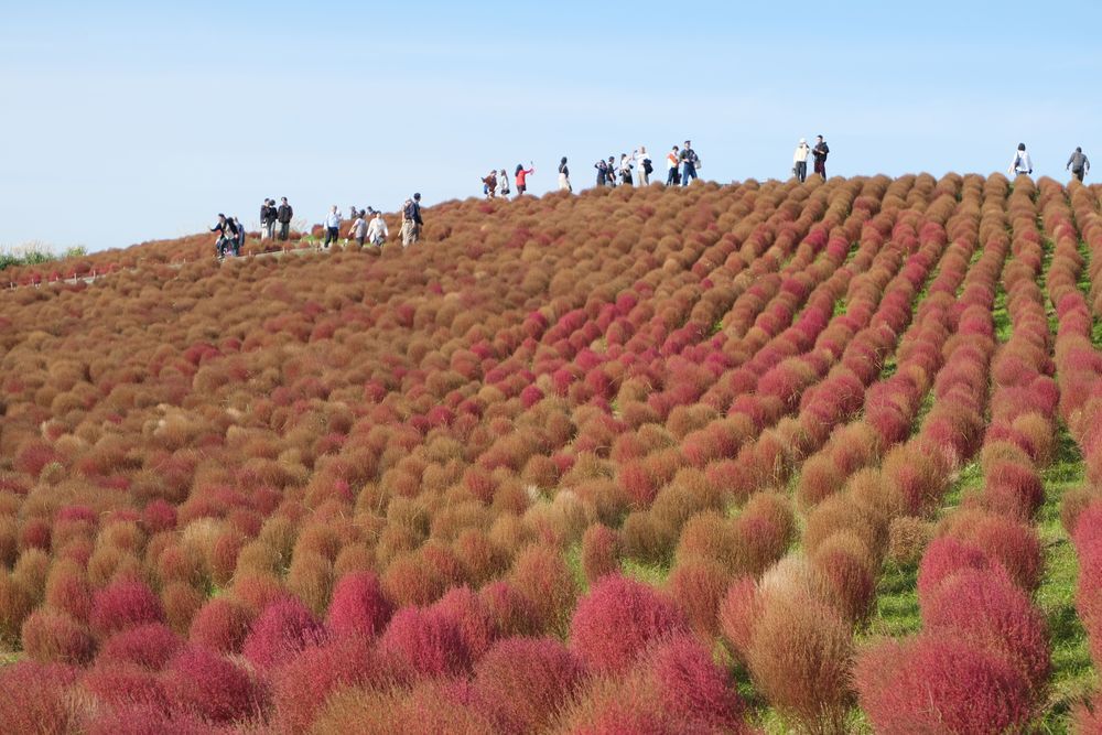 東京近郊一日遊｜茨城縣國營常陸海濱公園睇4萬株火紅掃帚草