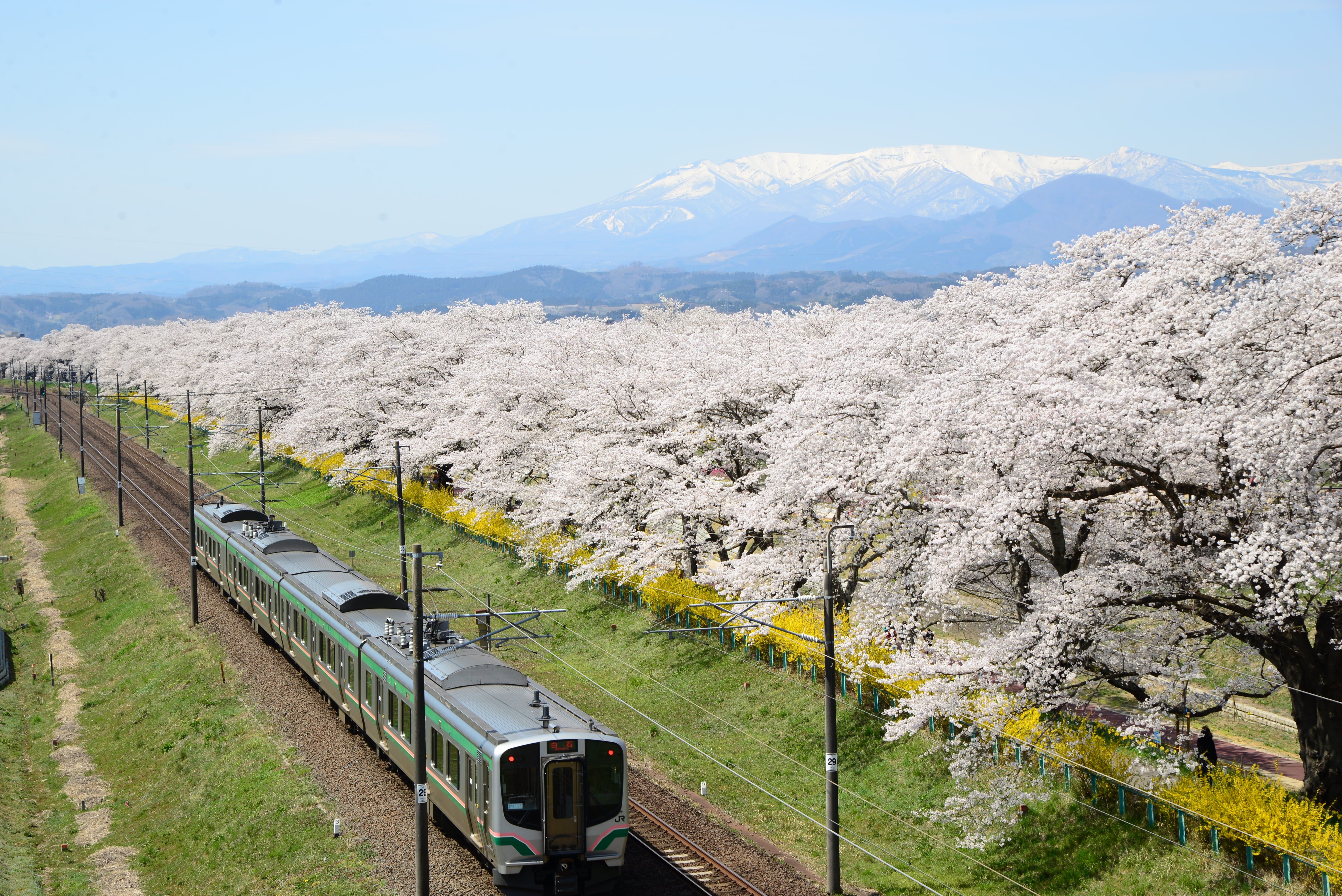 藏王白石川與櫻花樹01.jpg