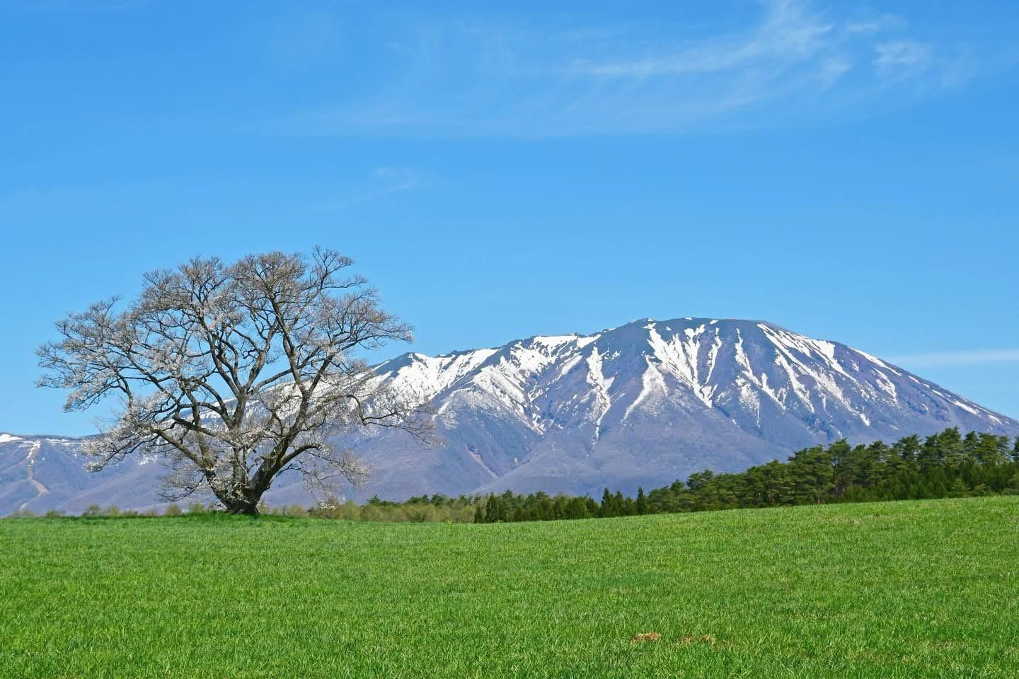 小岩井農場01.jpg