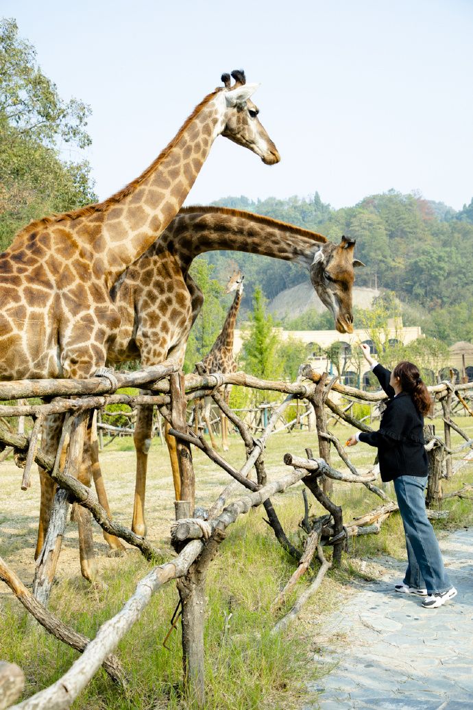 03_三峽長頸鹿樂園1.jpg