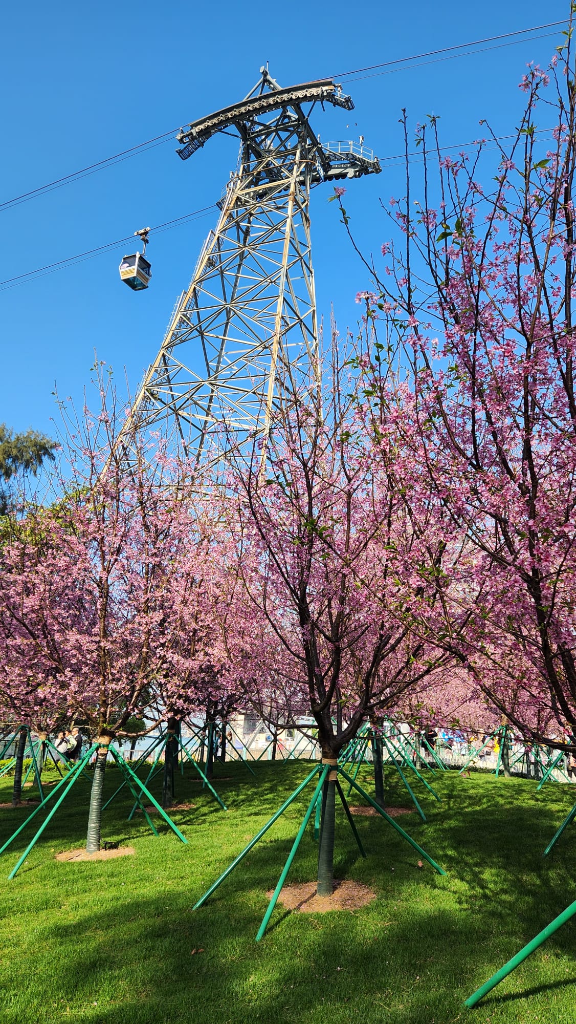 東涌櫻花園15.jpeg