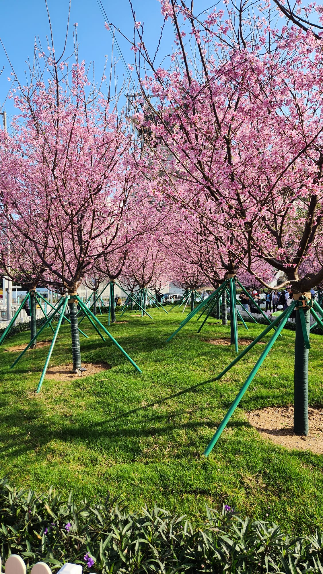 東涌櫻花園20.jpeg
