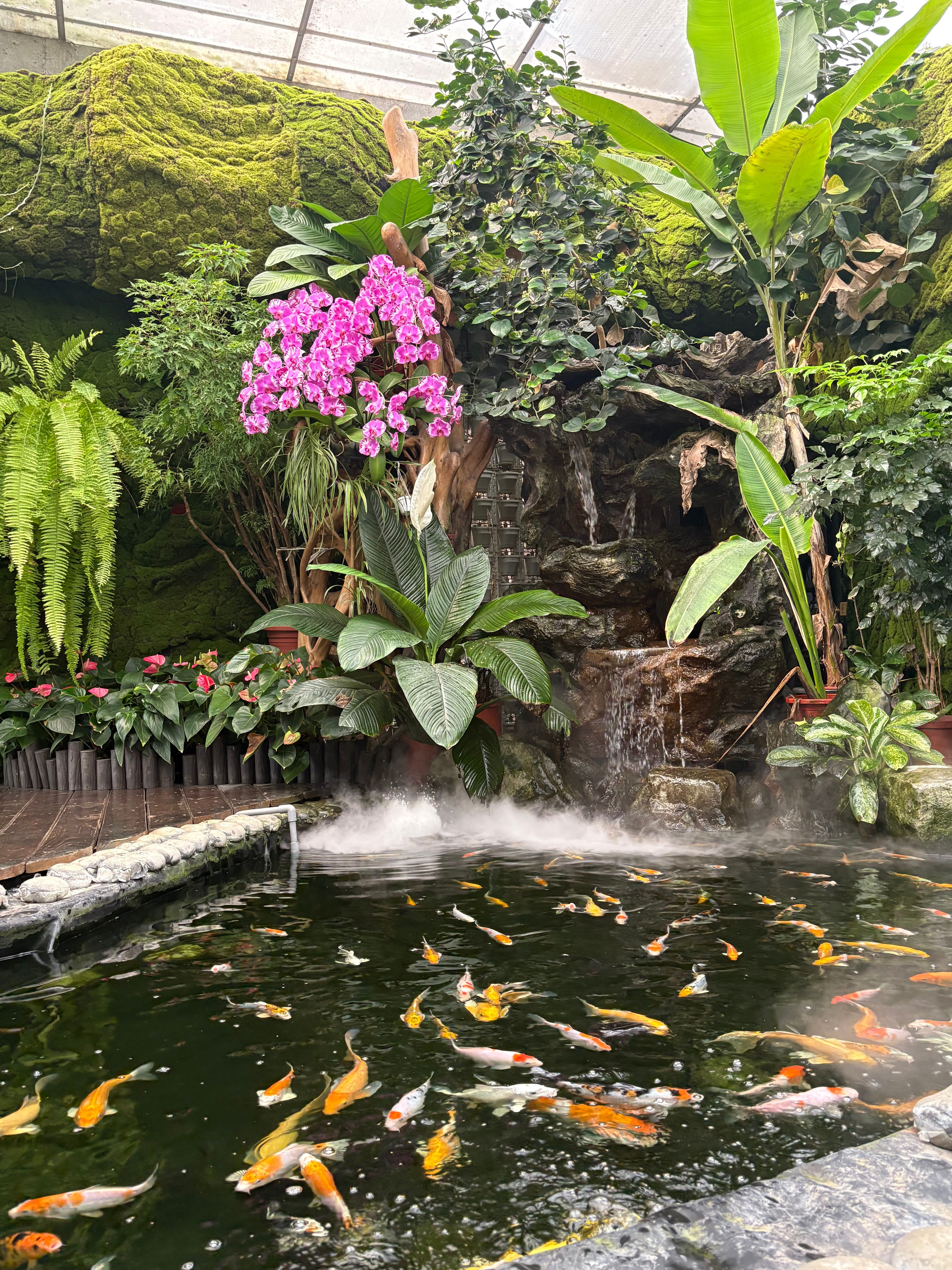 20.花露休閒農場蘭花館充滿仙氣。.JPG