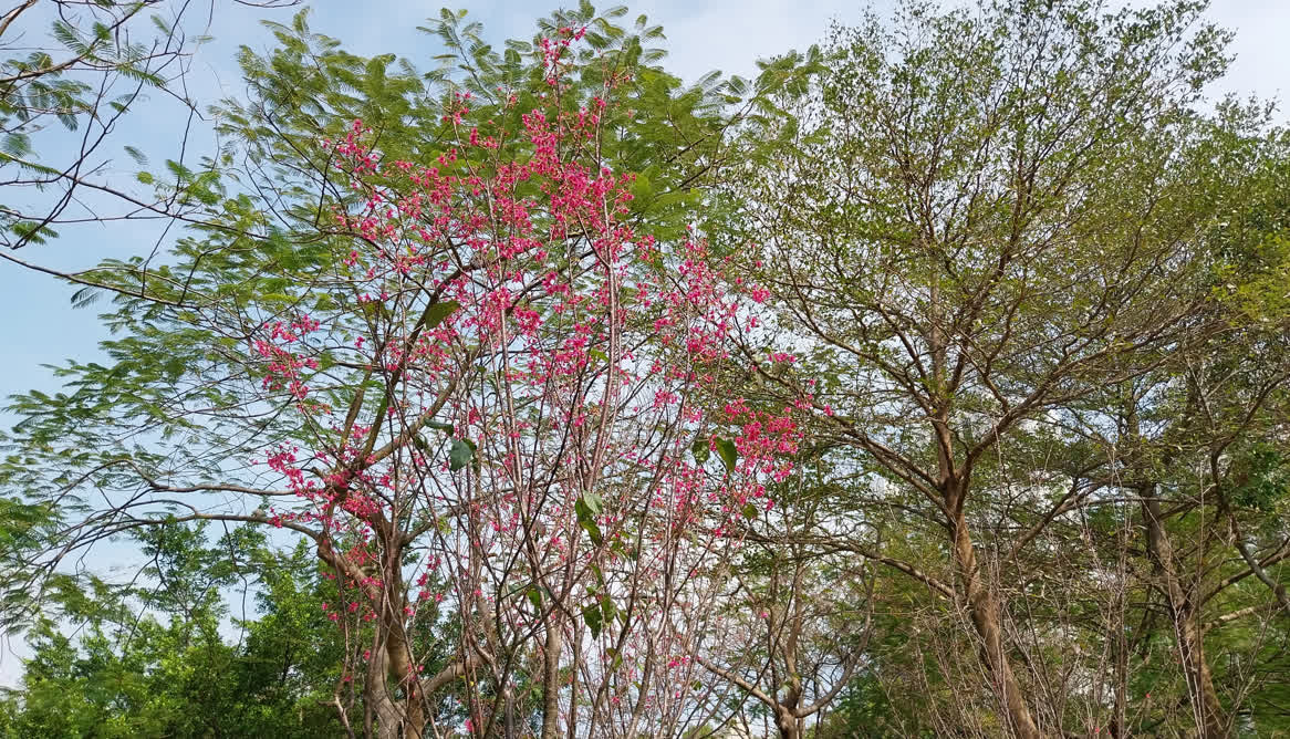 （3）近年成為打卡熱點的香港單車公園，種植了11顆櫻花。圖片來源：康文署。jpeg.jpg