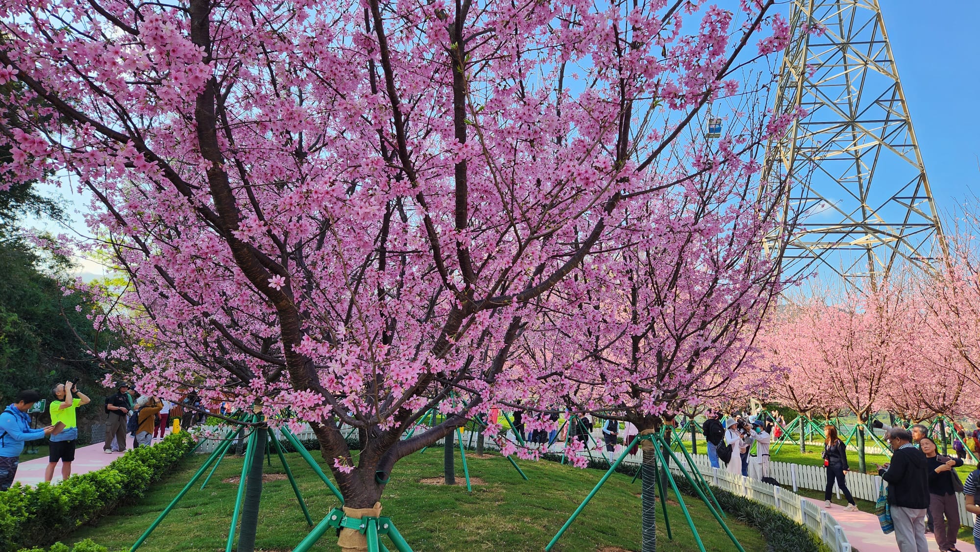 東涌櫻花園3.jpeg