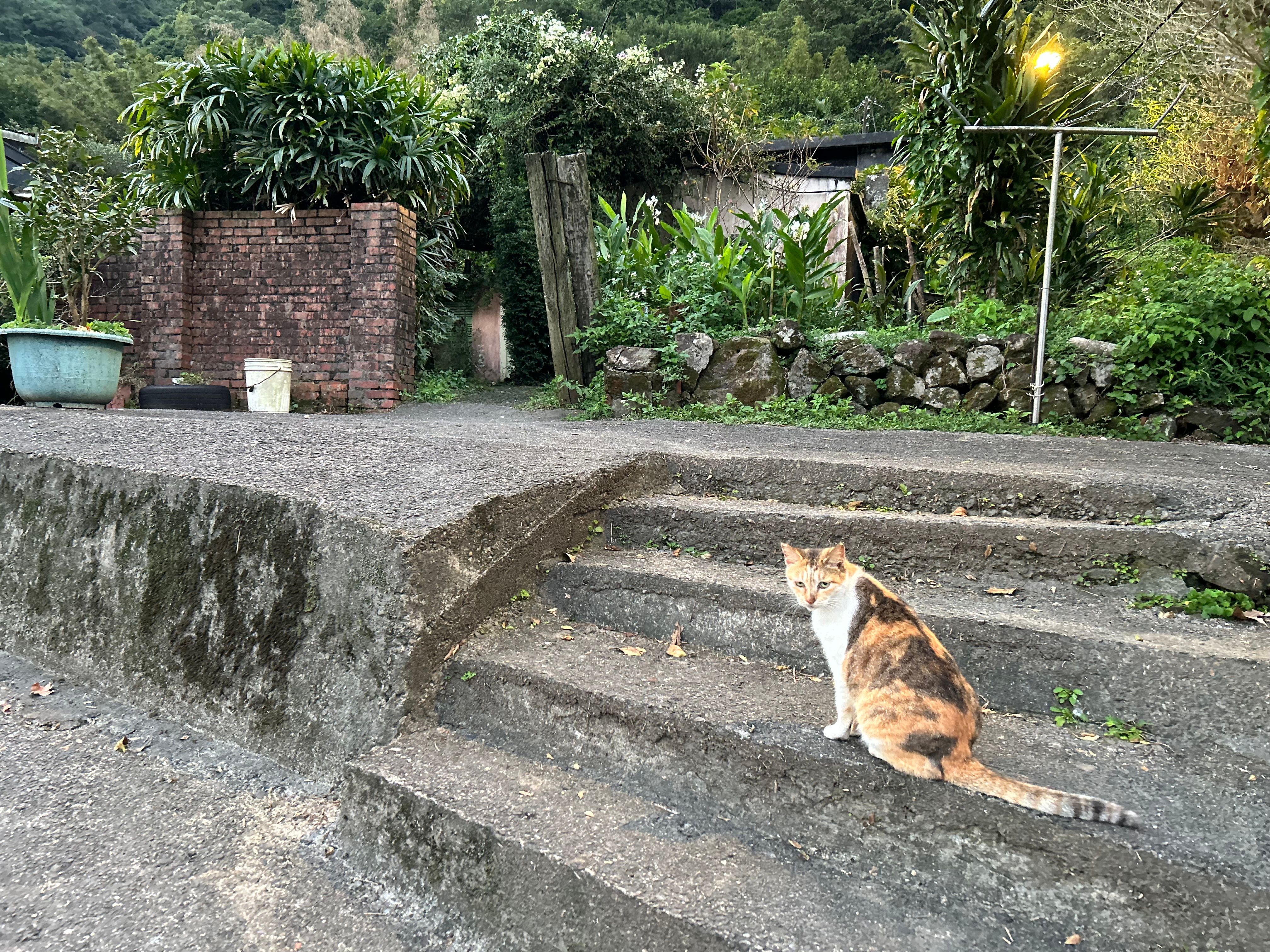 3 在貓村隨處都可以見到貓咪的身影。.jpg