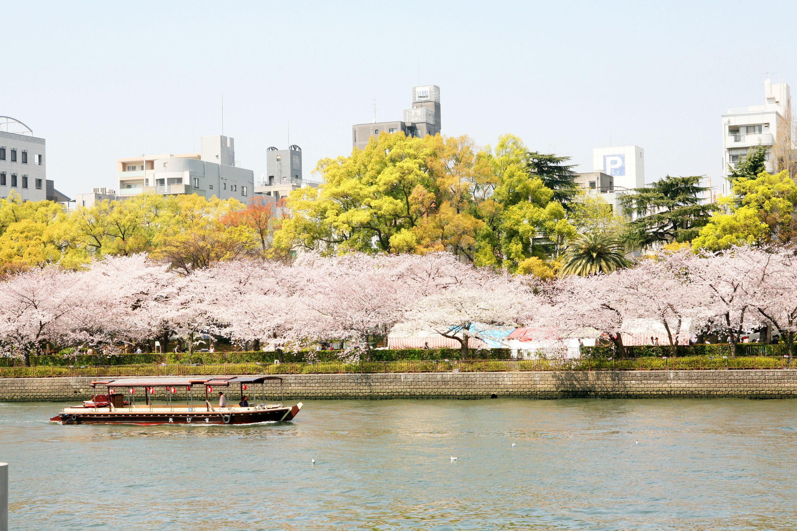 毛馬櫻之宮公園種有 4,800 株櫻花樹。 (圖片來源：​​ ©(公財)大阪観光局).jpeg