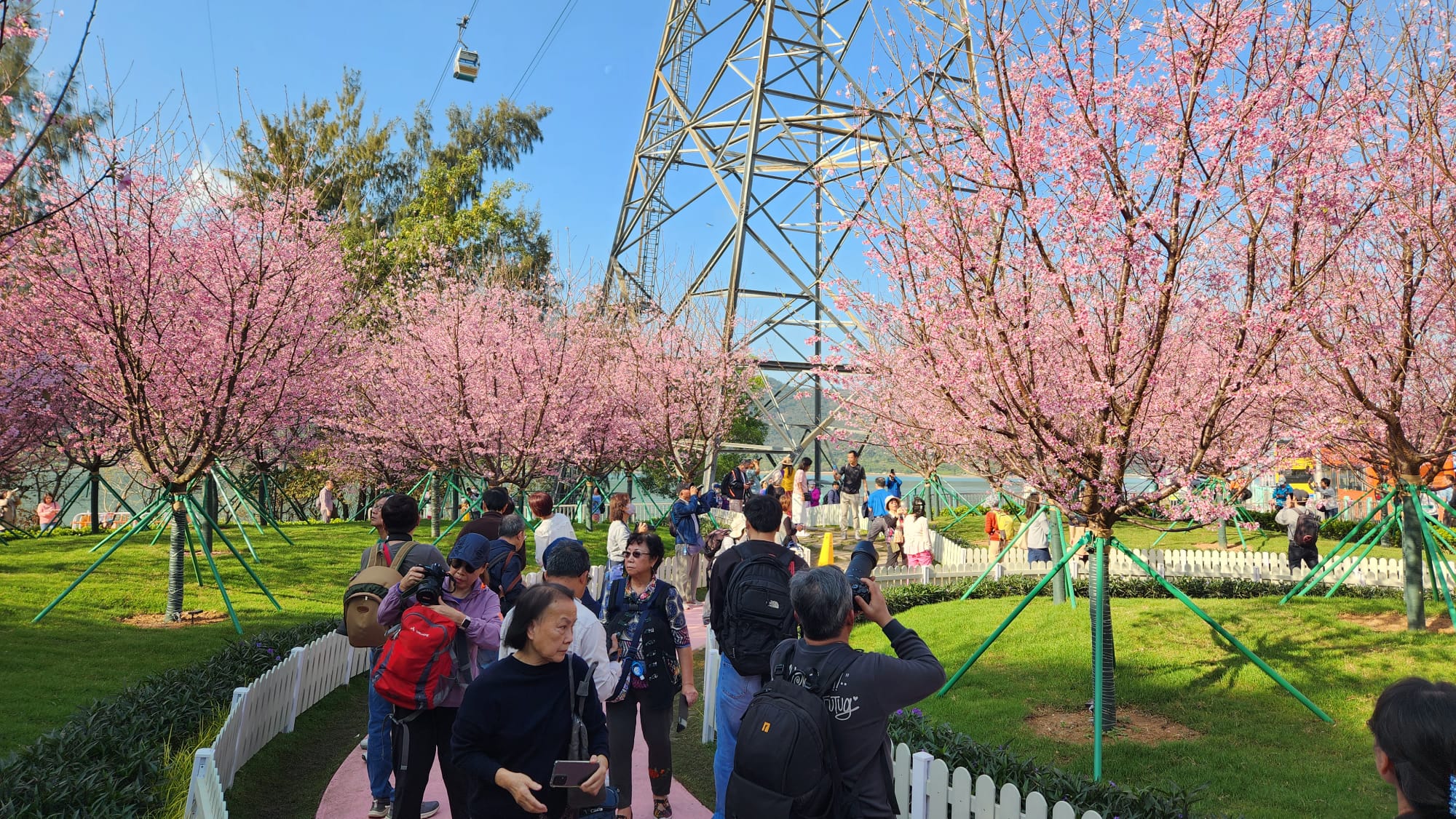 東涌櫻花園7.jpeg