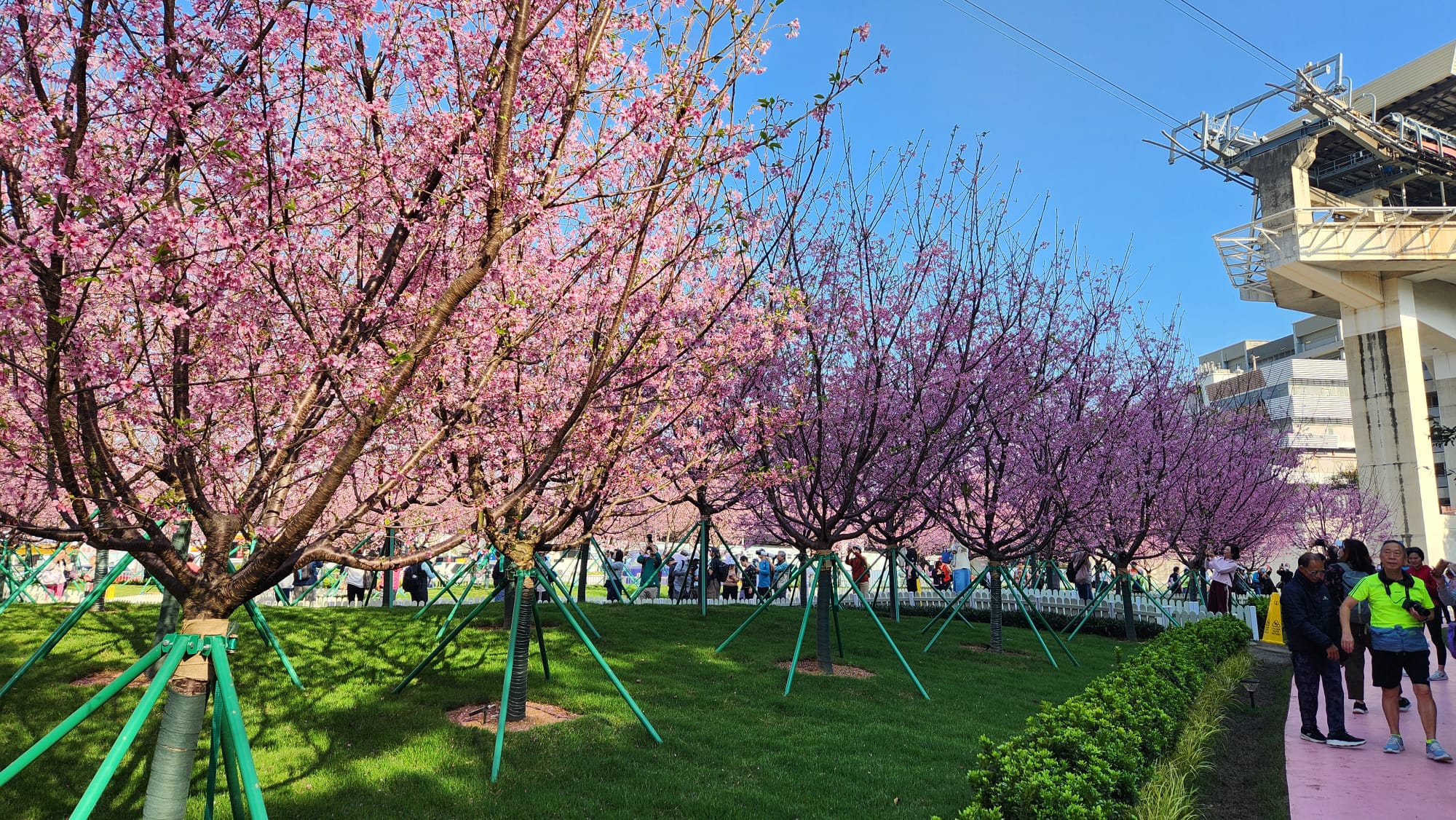 東涌櫻花園8.jpeg