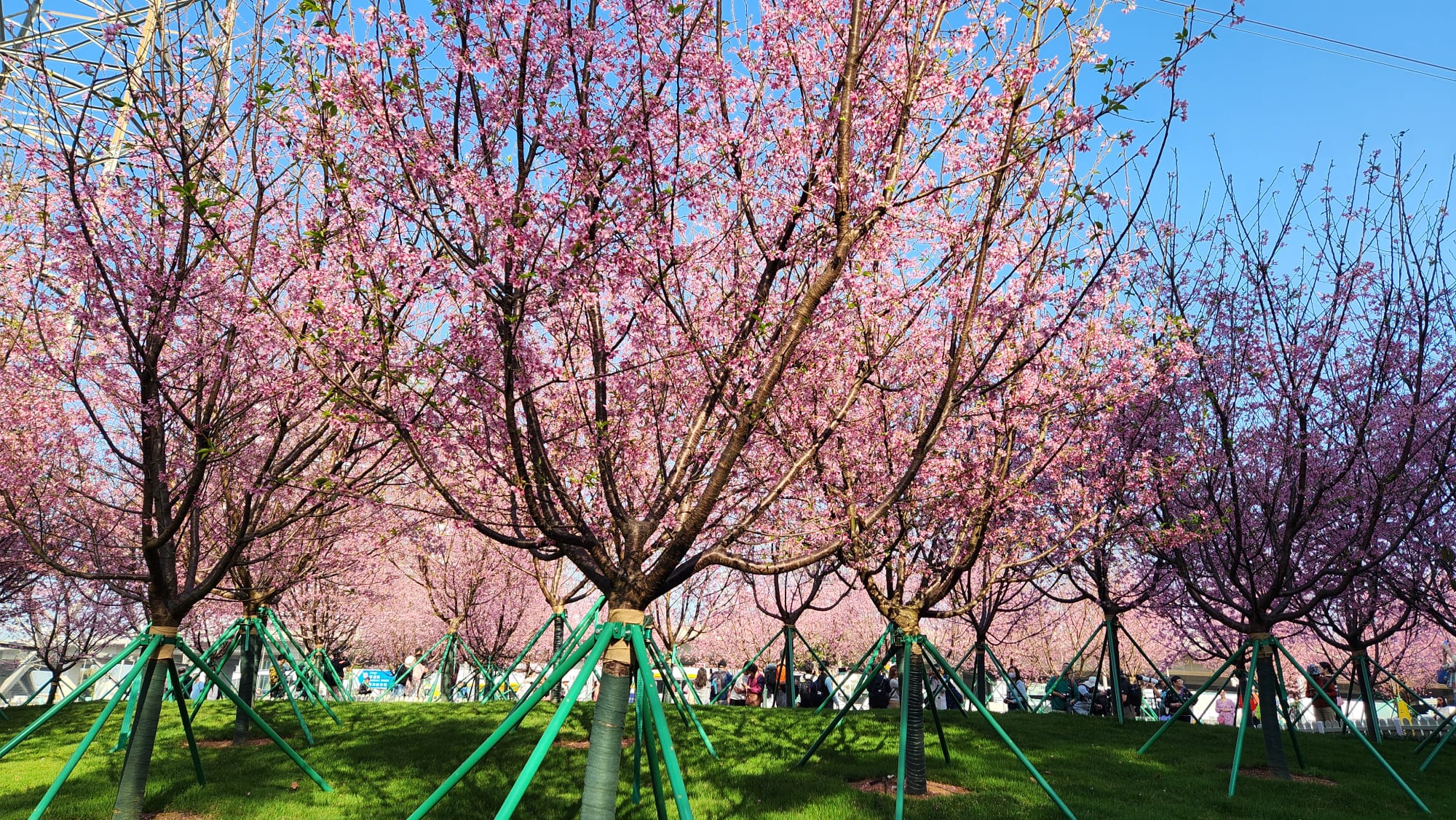 東涌櫻花園9.jpeg