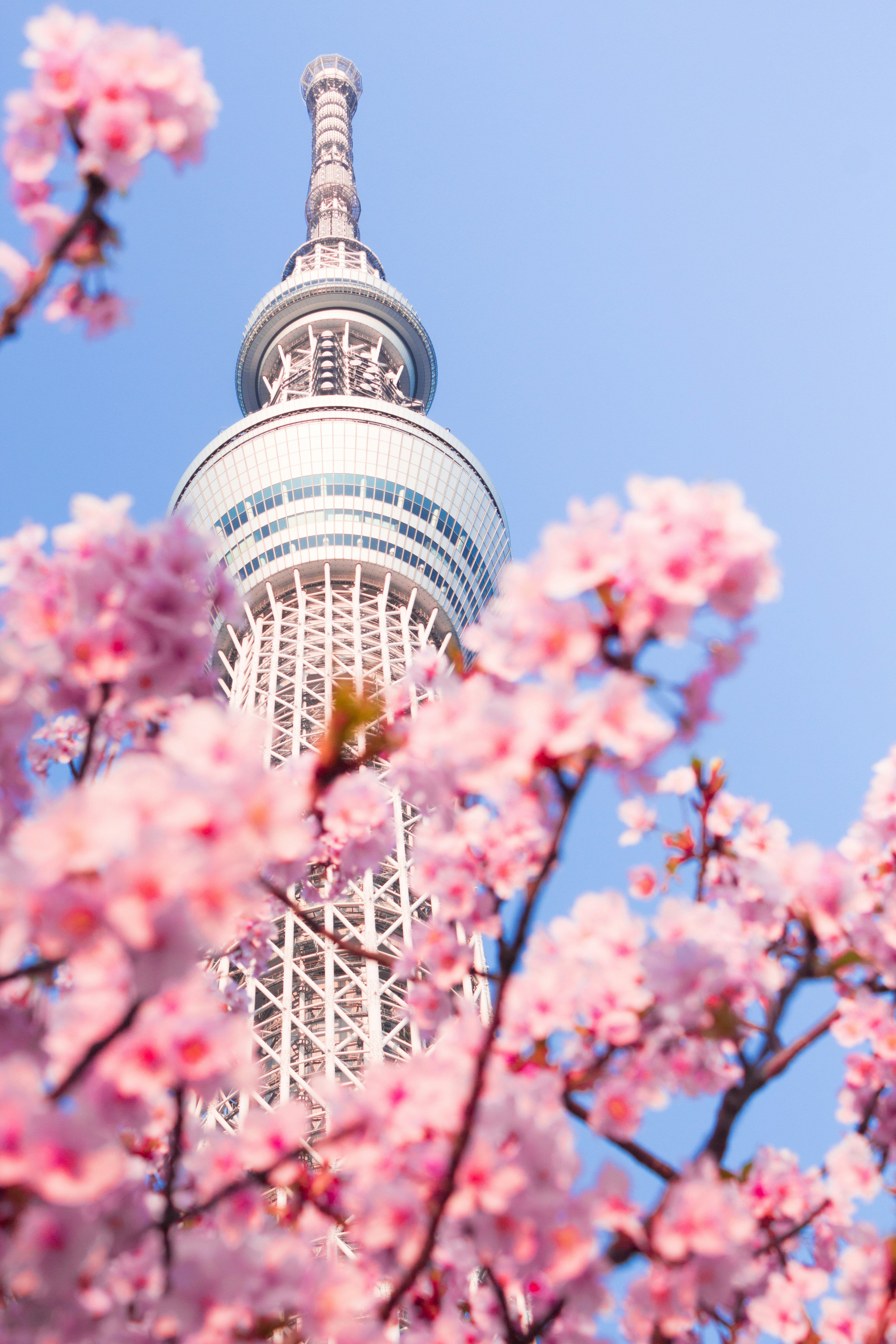 東京晴空塔旁的東武橋旁有兩棵河津櫻，要拍攝到河津櫻與晴空塔同框的照片，就要有心理準備跟龍友爭位！（圖片來源：​​ Atul Vinayak@UNSPLASH).jpg