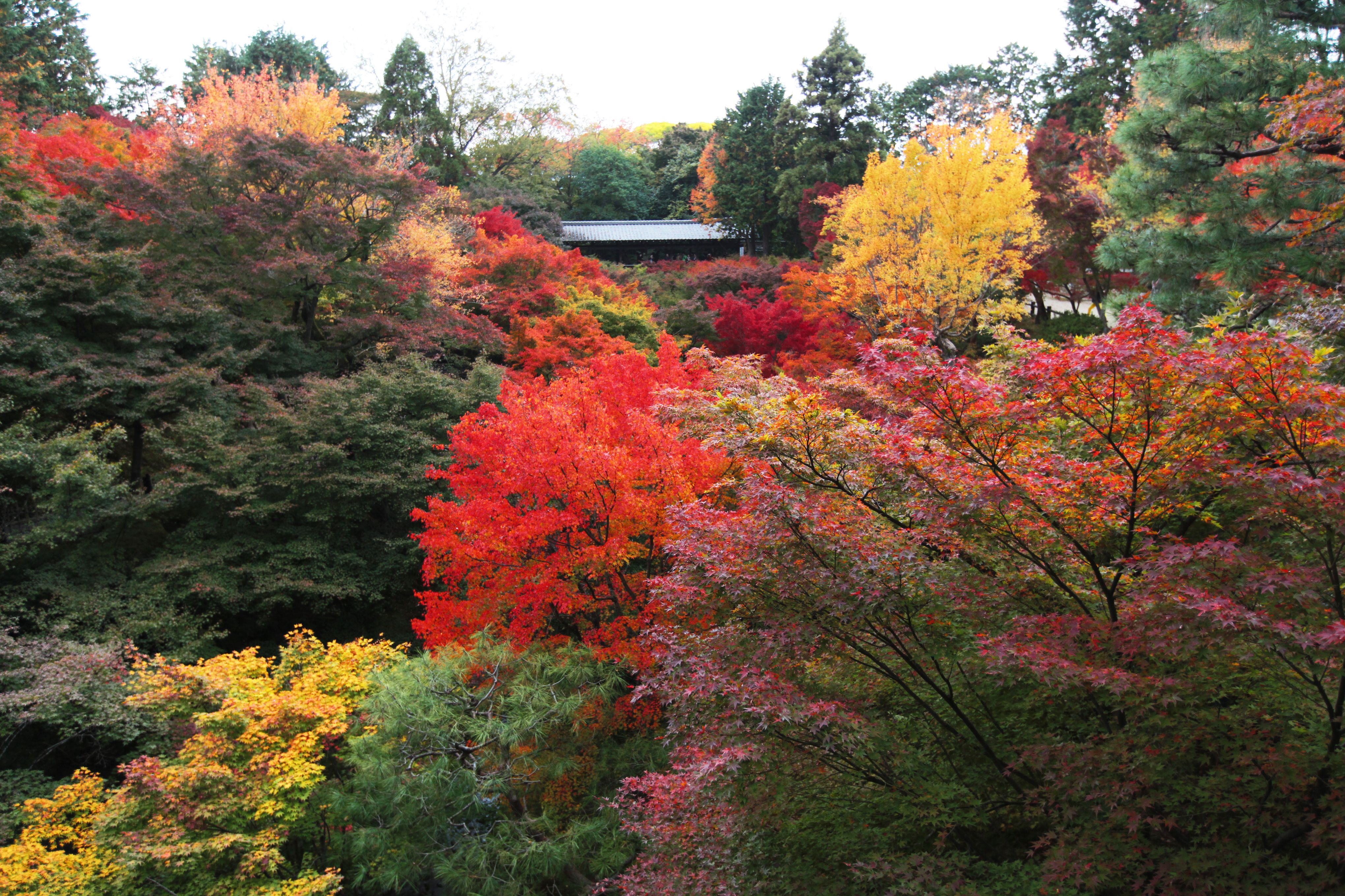 IMG_3171東福寺的楓葉有紅色、黃色和綠色，渲染出不同層次的大自然色彩。.JPG .JPG