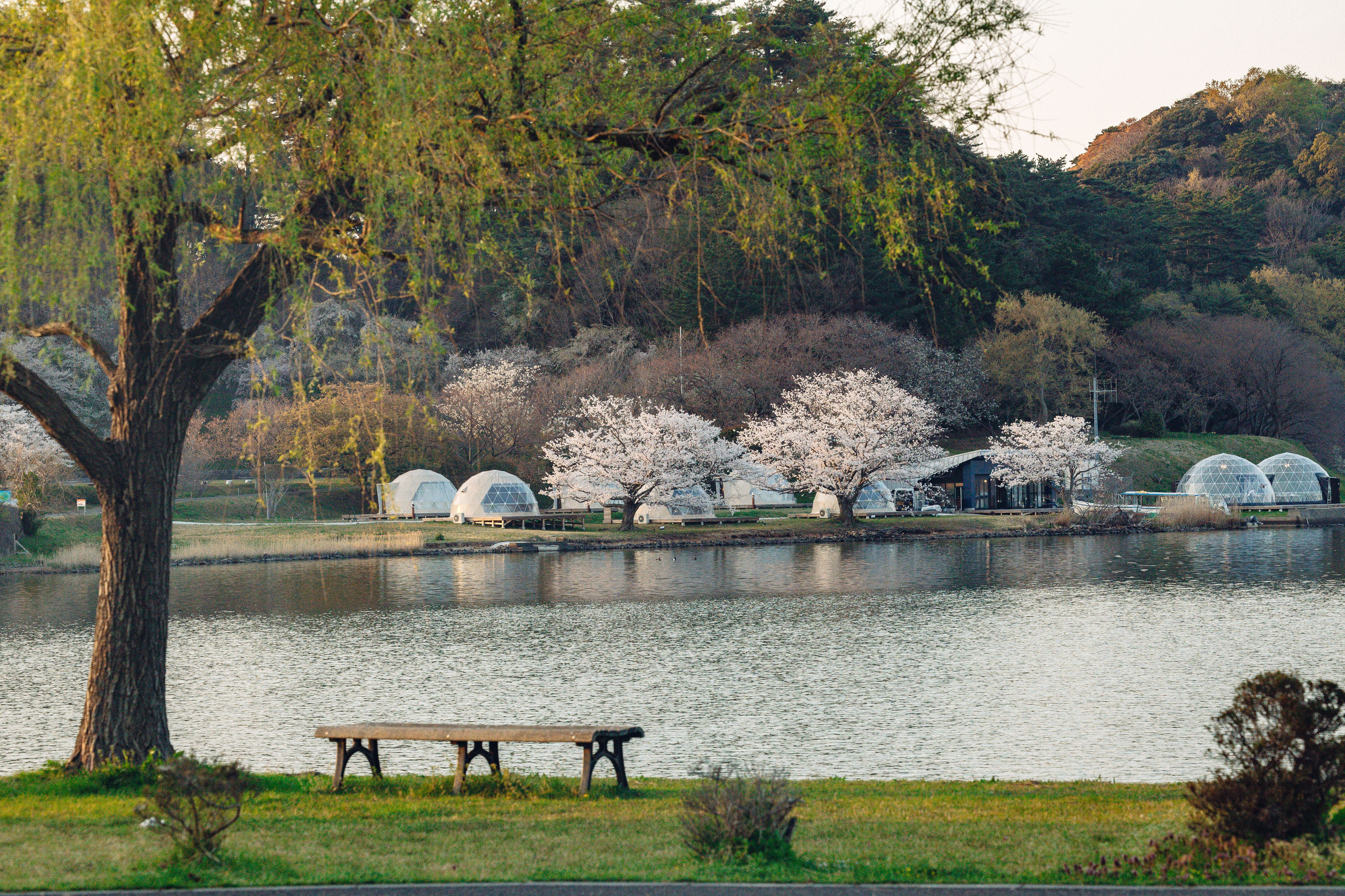 Island Glamping Earth Stay Aoshima位於湖山池青島上，營地自成一角，坐擁湖畔櫻花美景。.jpg