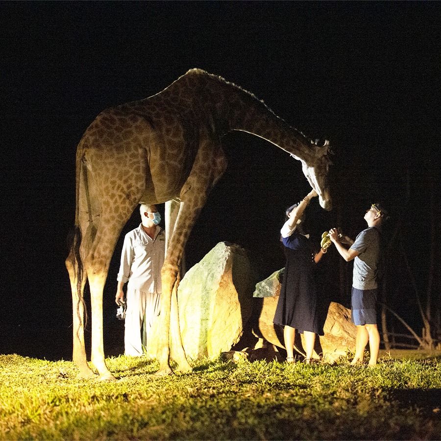 Night-Safari-Vinpearl.jpg