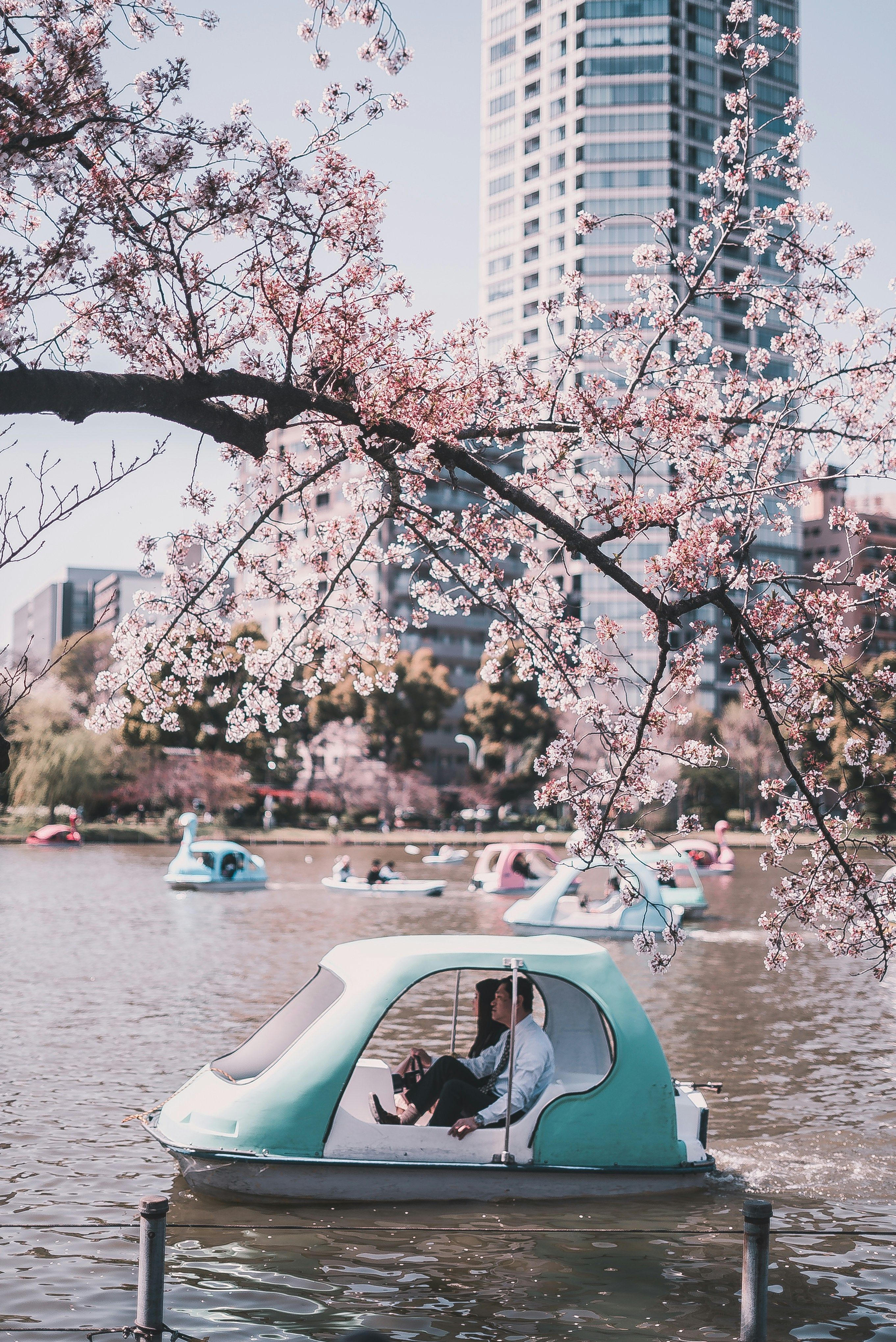 可以在上野恩賜公園的不忍池划船賞櫻，以另賞角度欣賞櫻花之美。（圖片來源：​​ Redd F@UNSPLASH).jpg