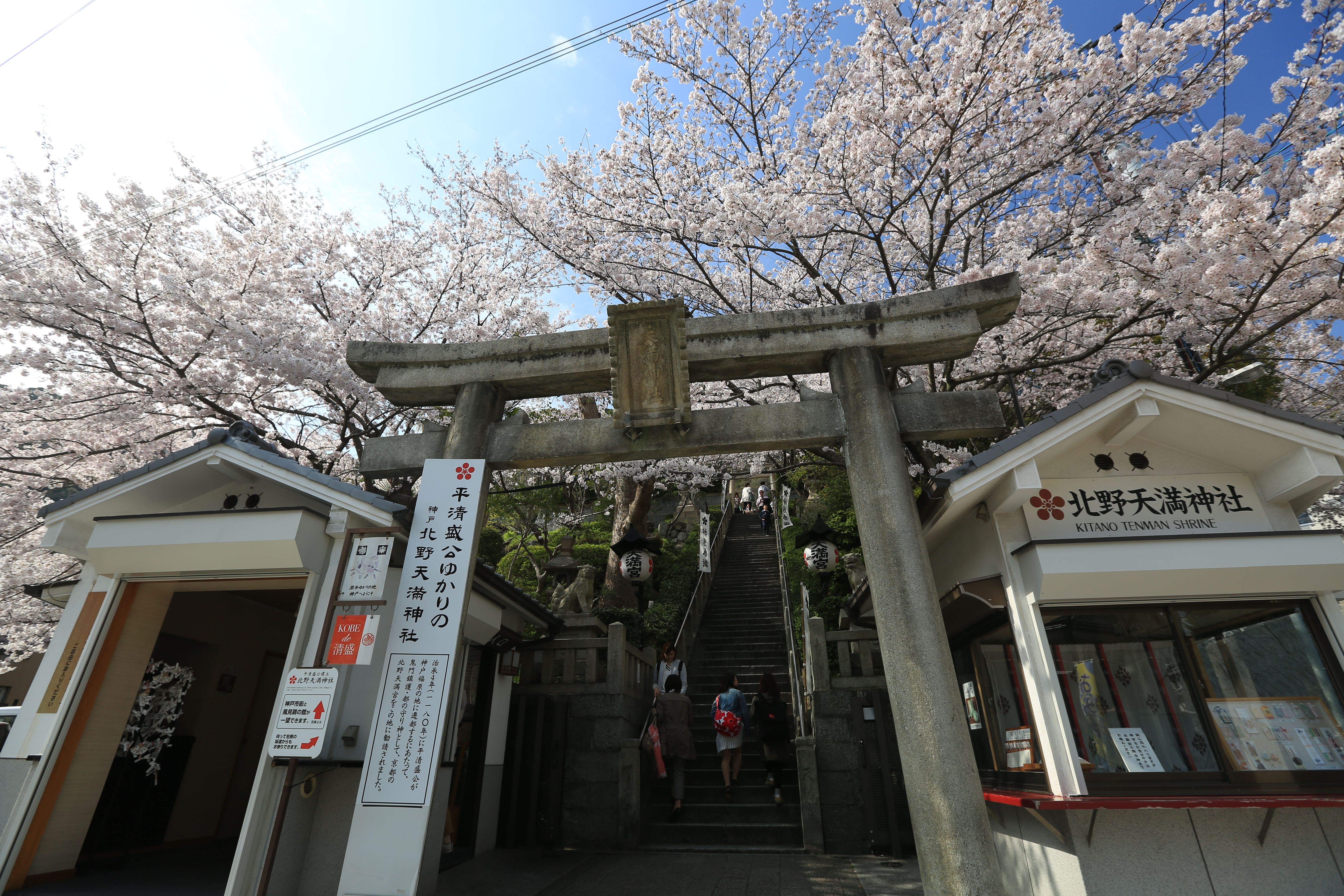 SOK_8620在春天櫻花滿開時，北野天滿神社的鳥居被一顆顆粉嫩櫻花樹包圍。.JPG