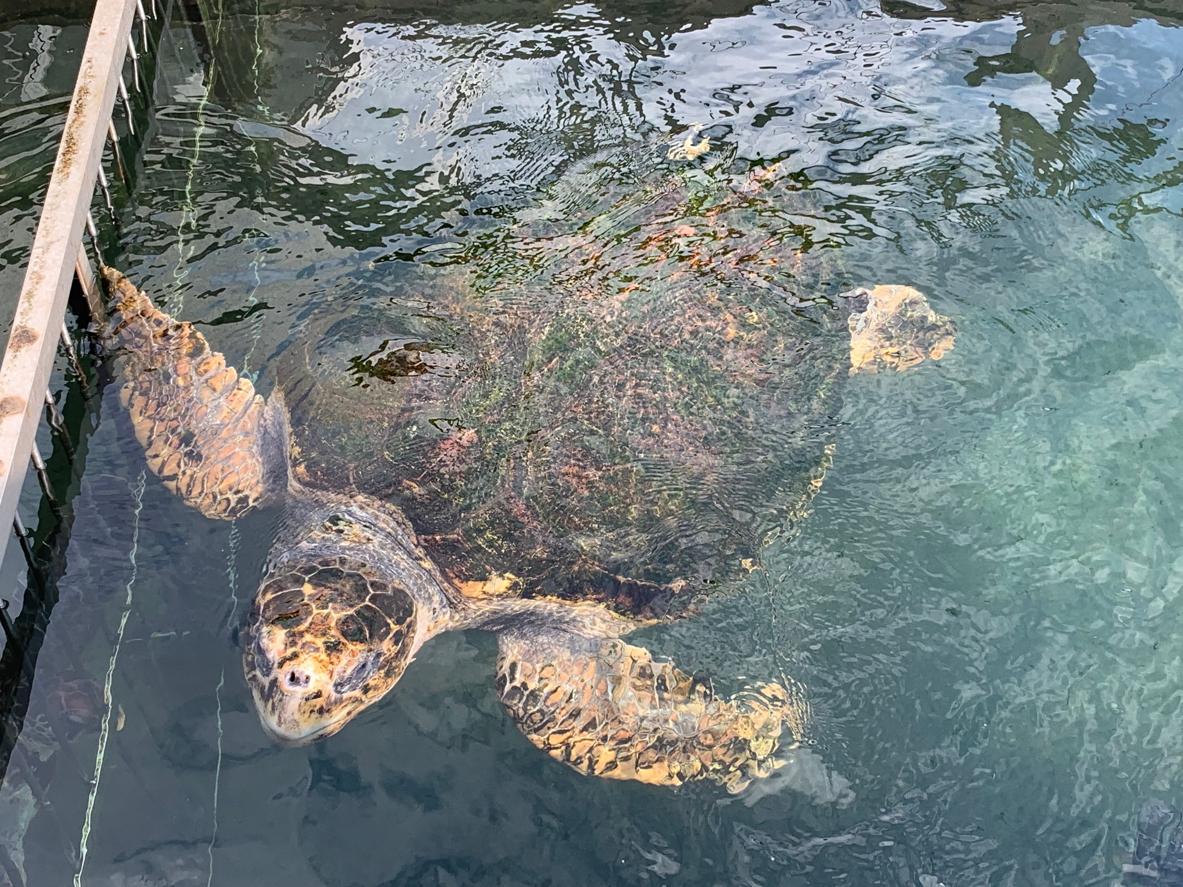 站在海龜公園的甲板上，海龜就在身邊。.jpg