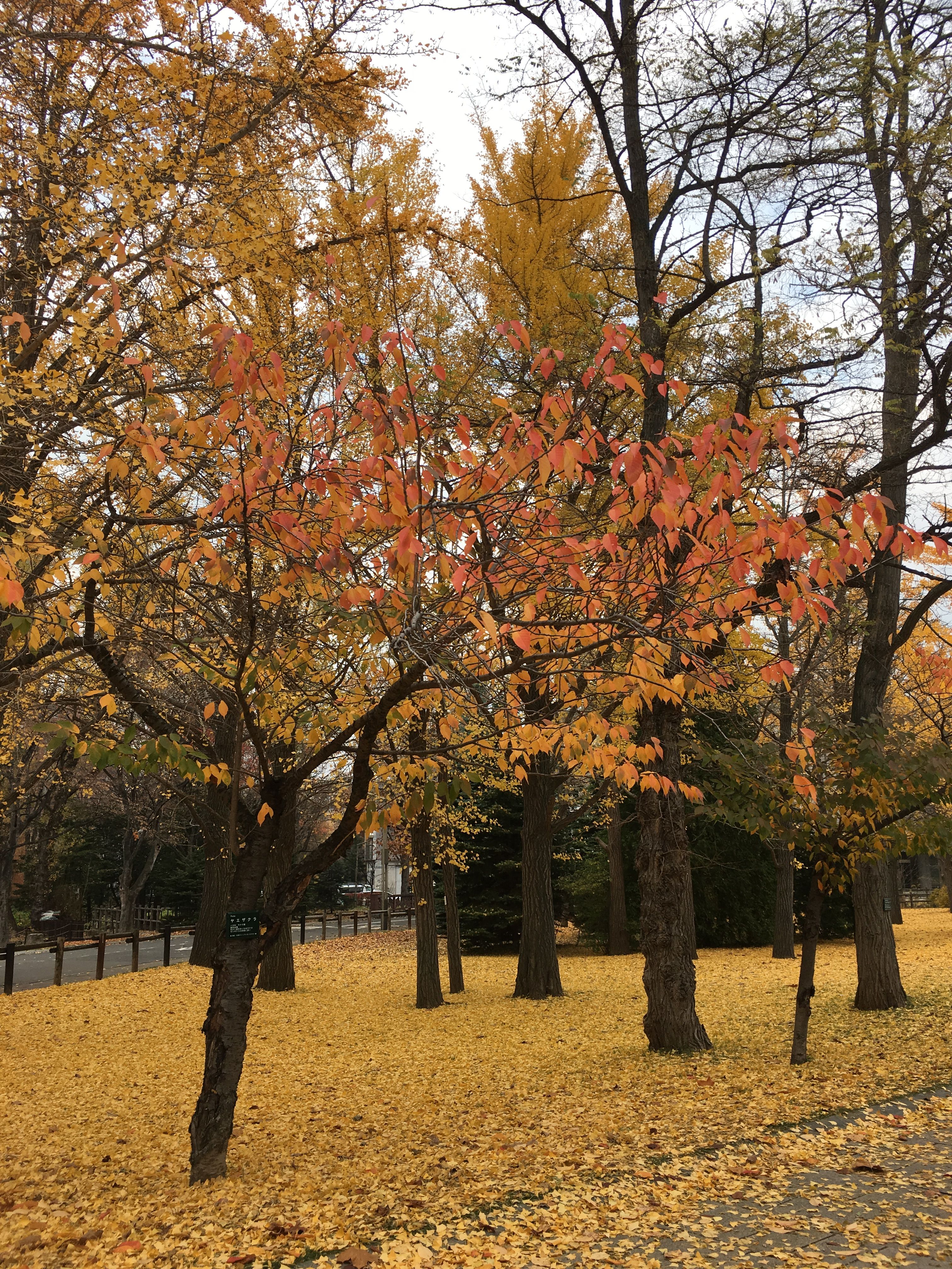 中島公園的秋天，金黃中帶點暗紅。.jpg