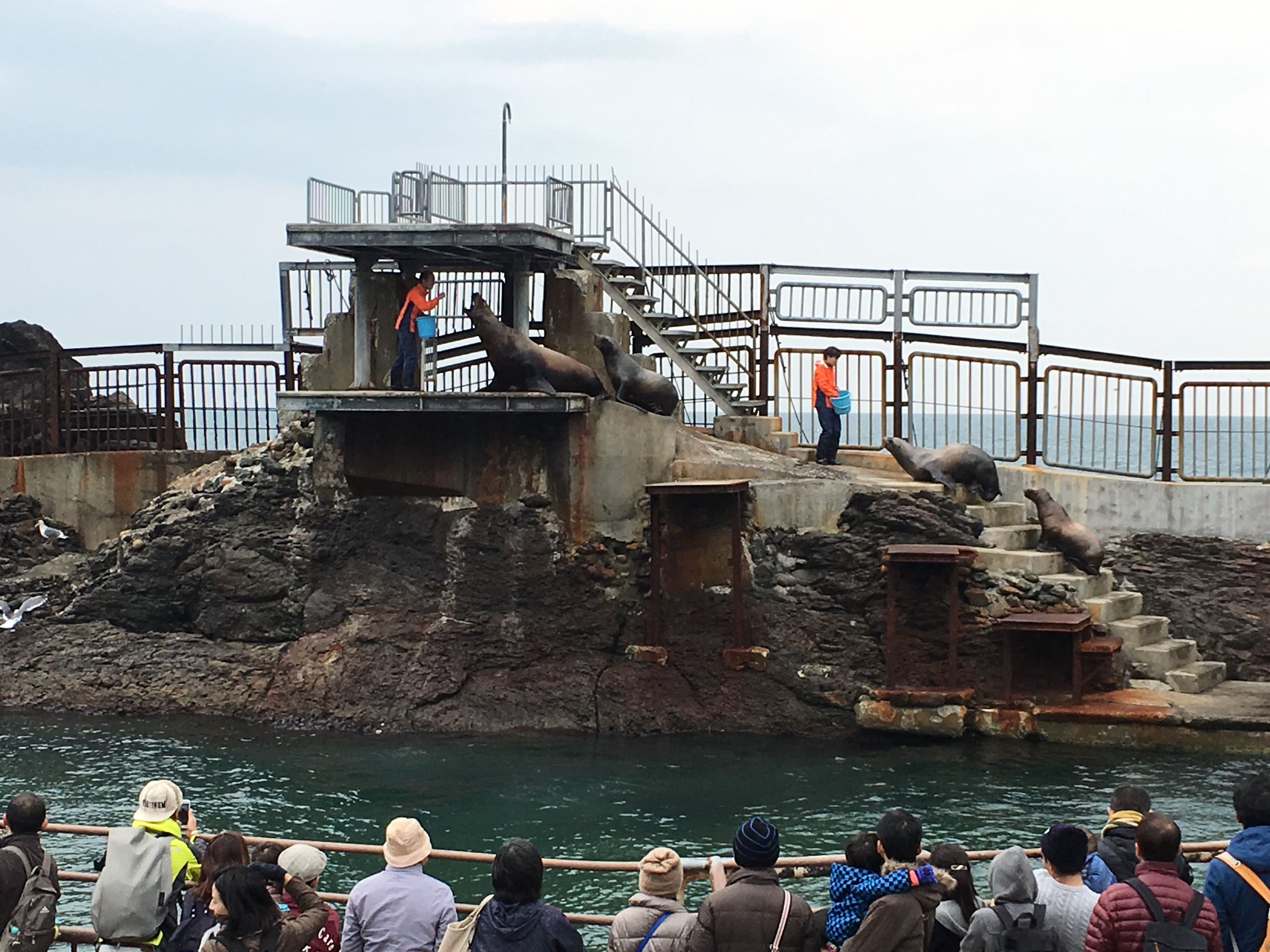 北海獅在海獸公園表演，相當受遊客歡迎。.jpg