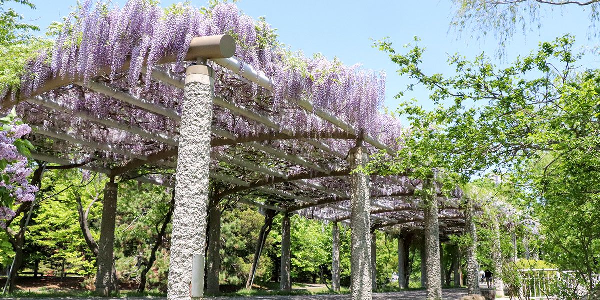 中島公園紫藤花.jpg