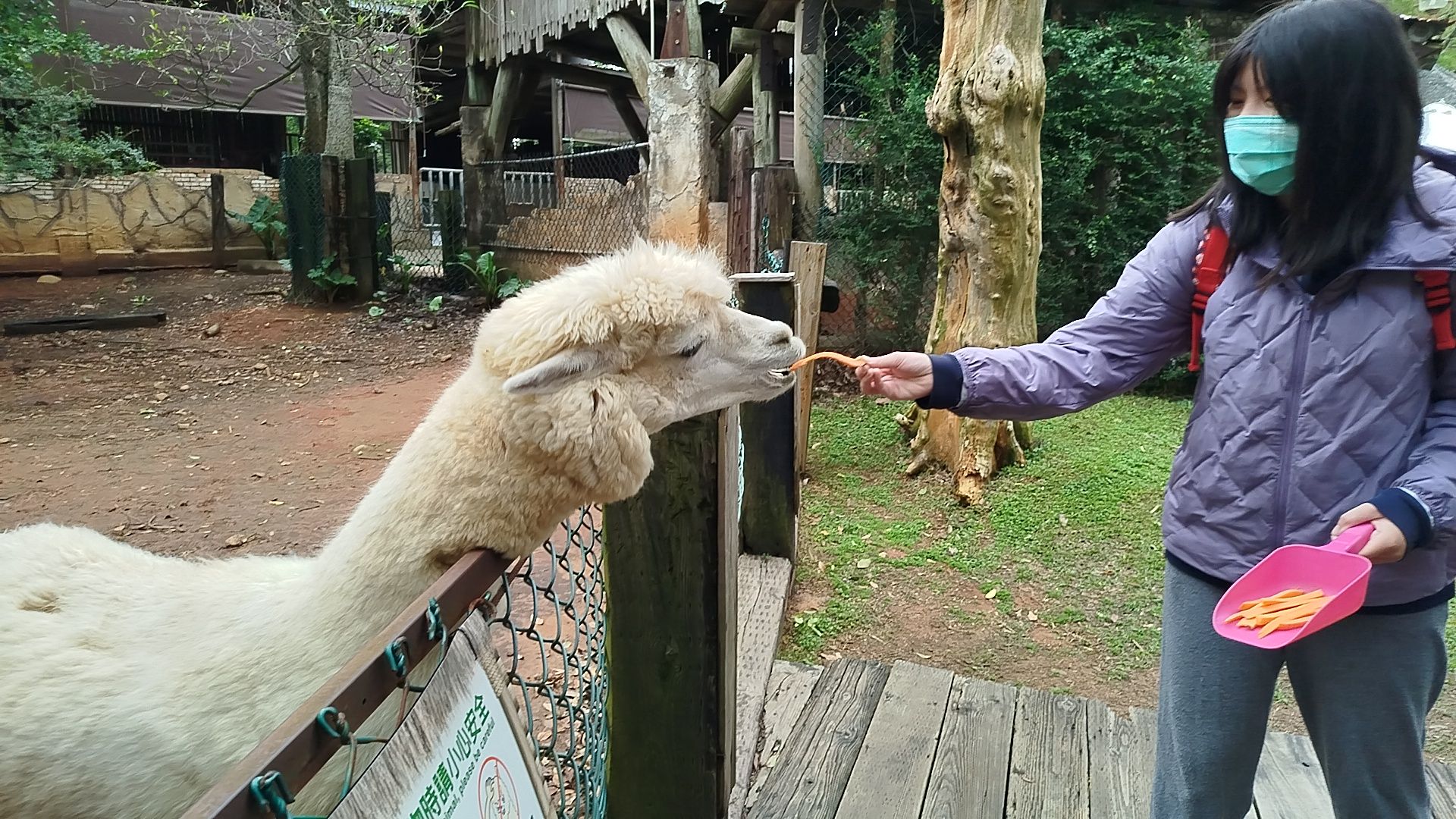 可以餵食羊駝等可愛動物。.jpg