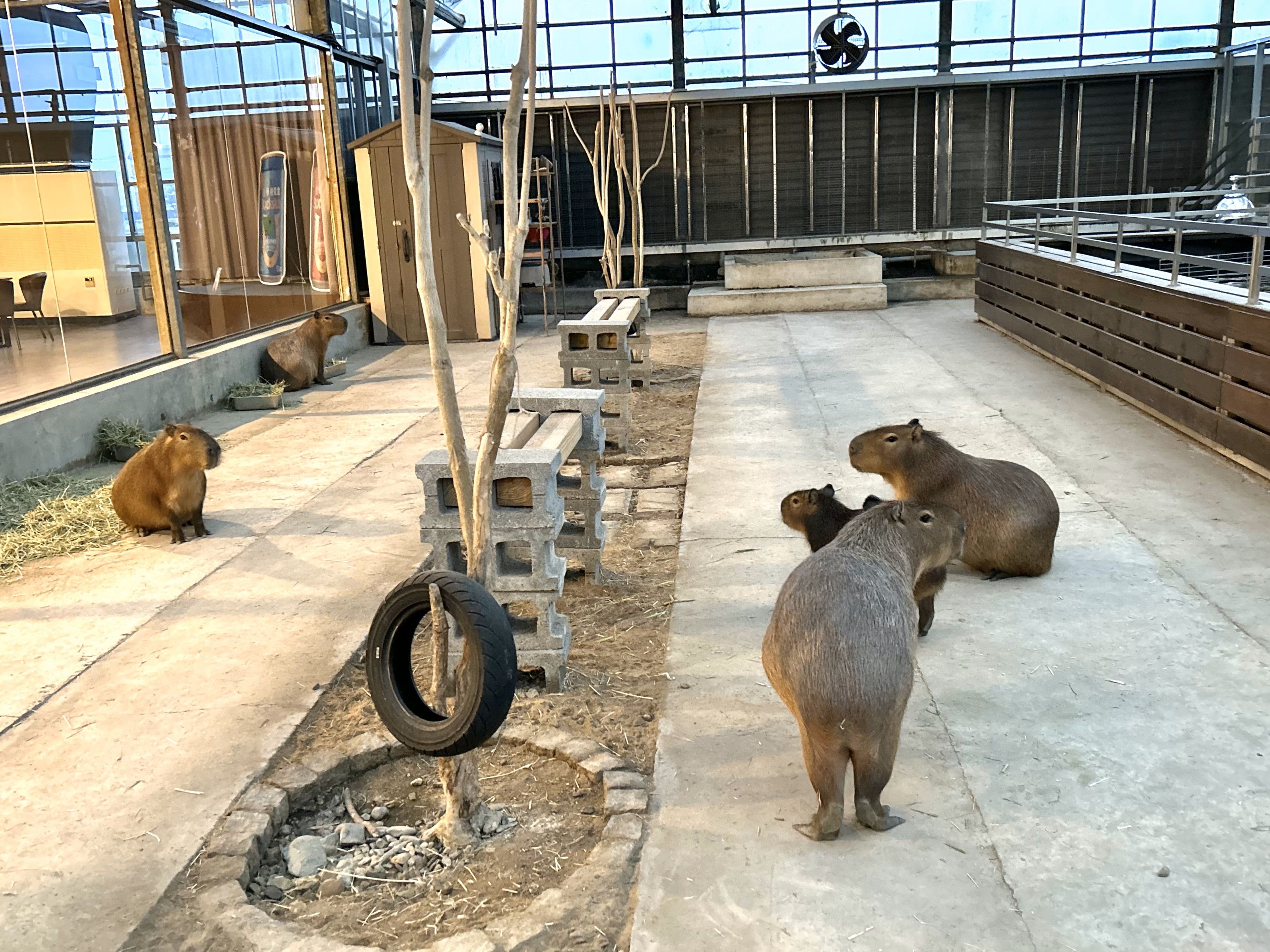 生態館內飼養了多隻可愛水豚。.jpeg