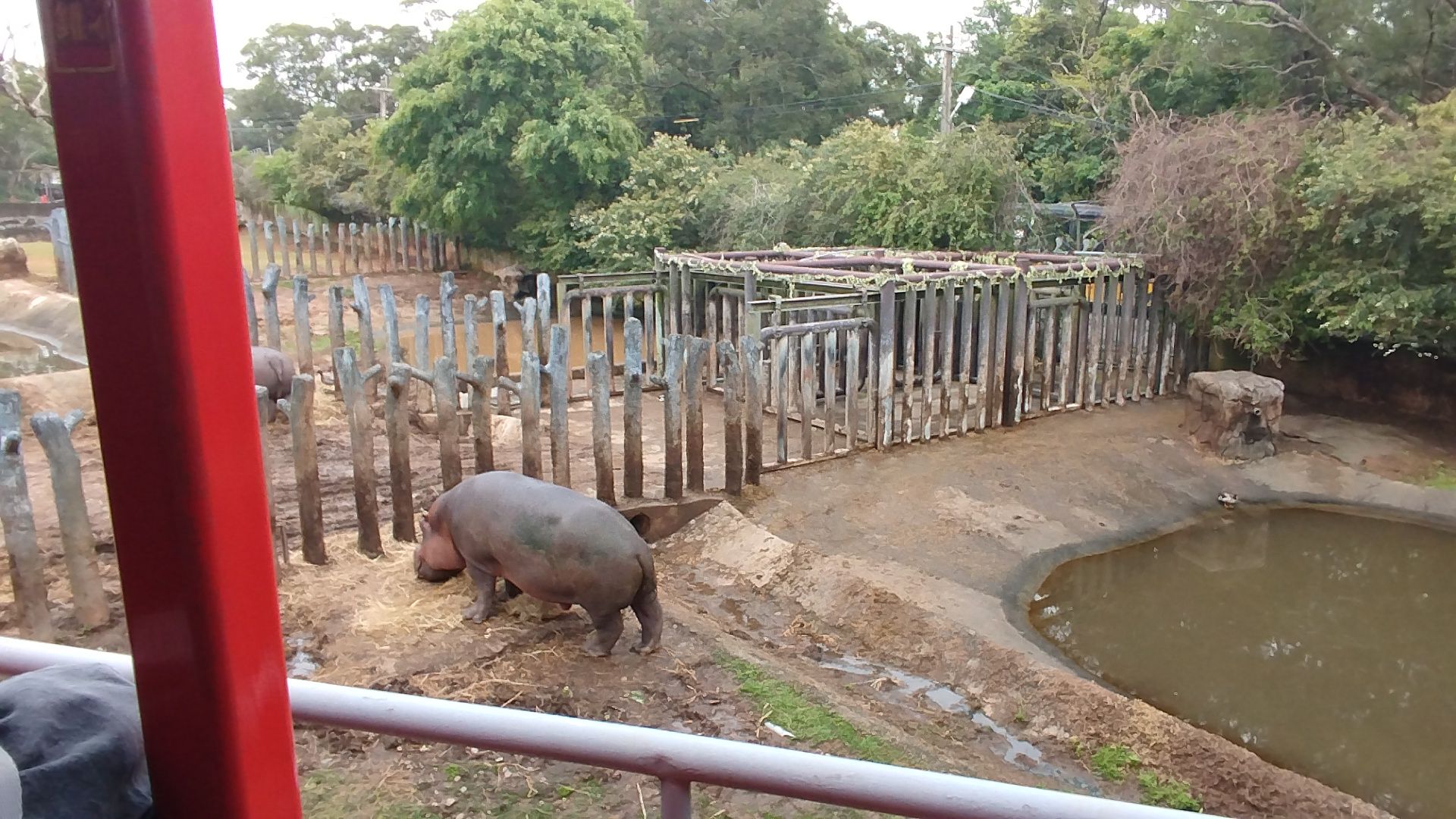 河馬是六福村草食動物區的明星之一。.jpg