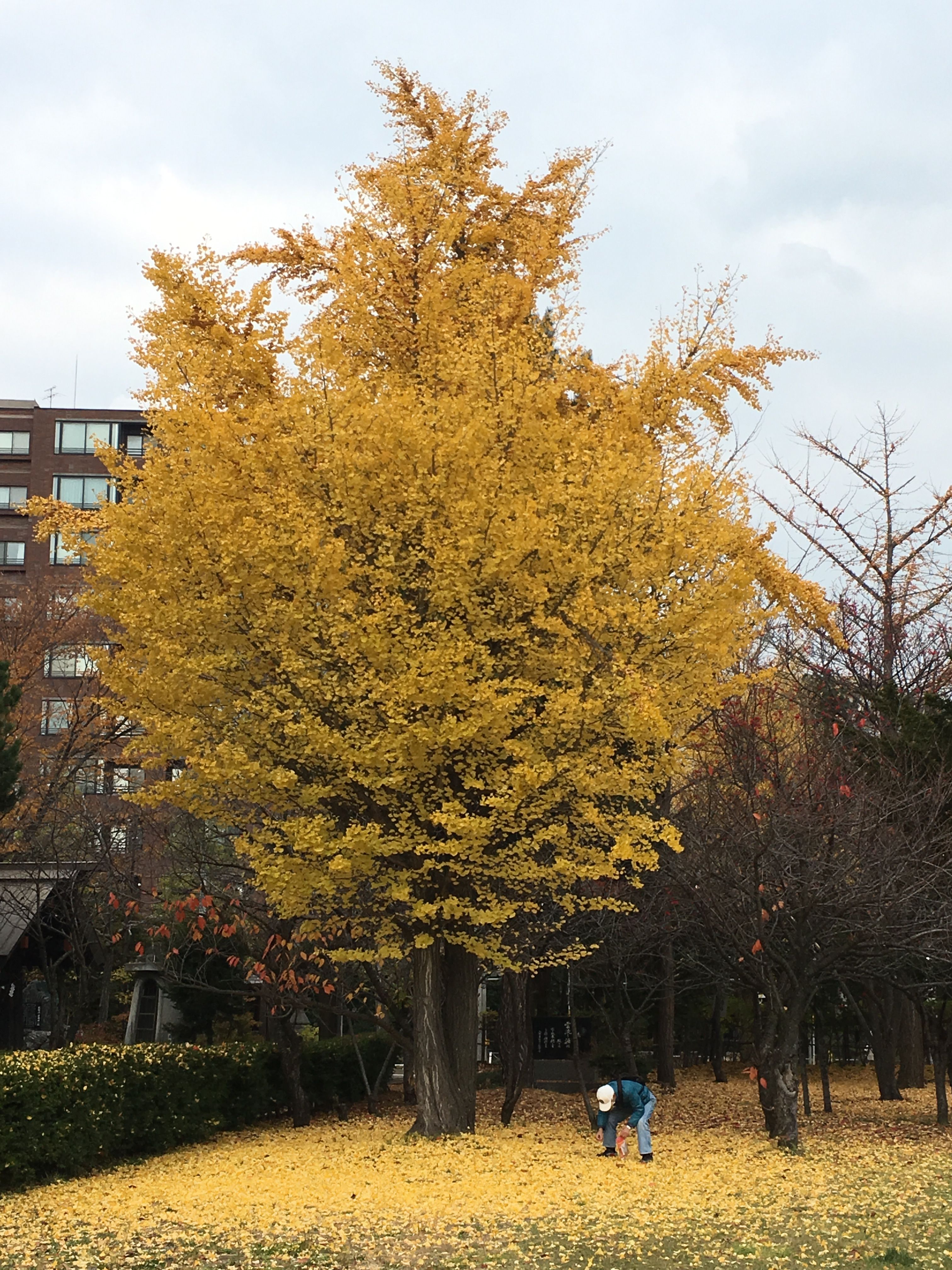 中島公園內高大的銀杏樹，為秋天帶來一遍金黃。.jpg