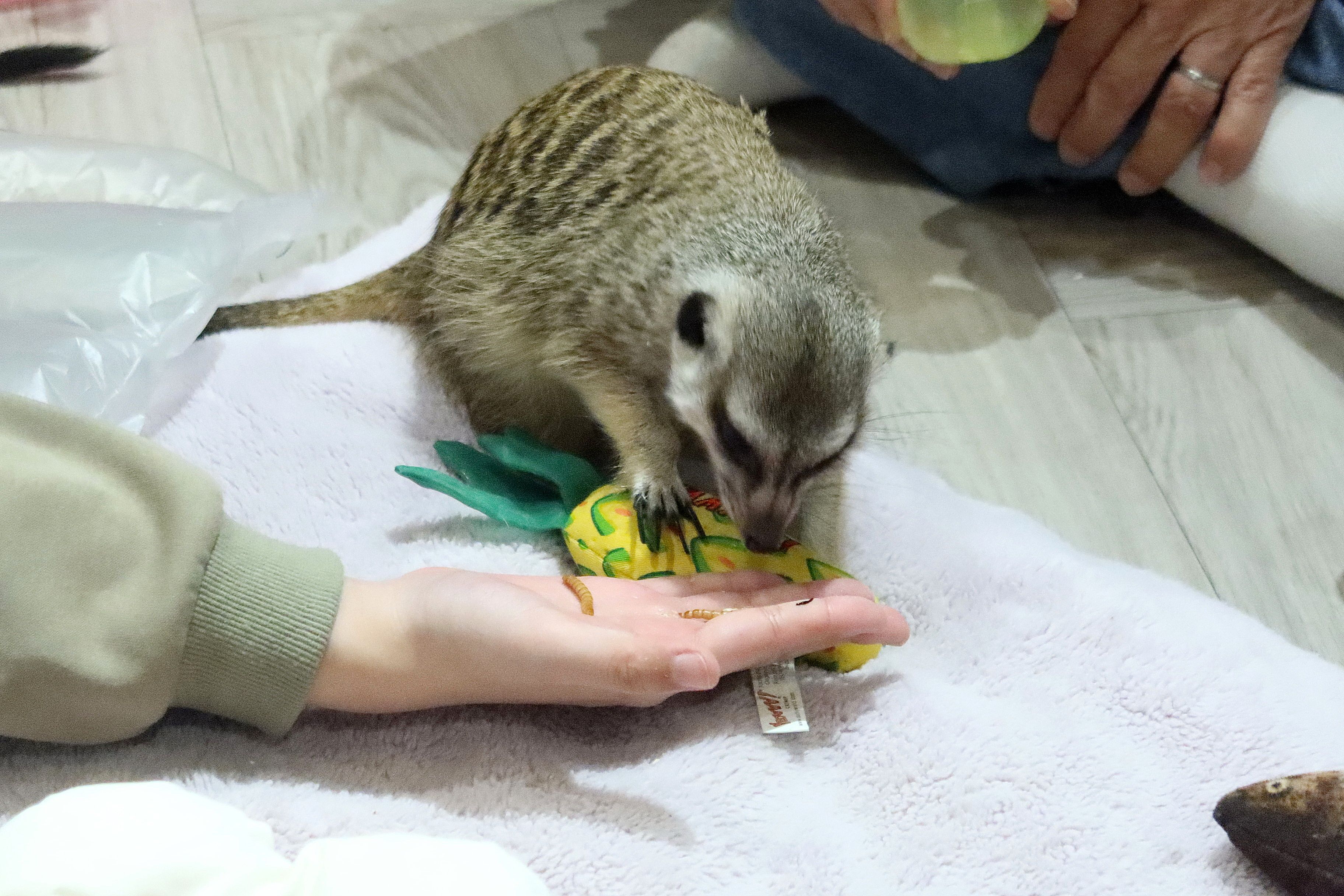 圖說：飼料放在掌心讓狐獴輕啄，近距離互動.jpg