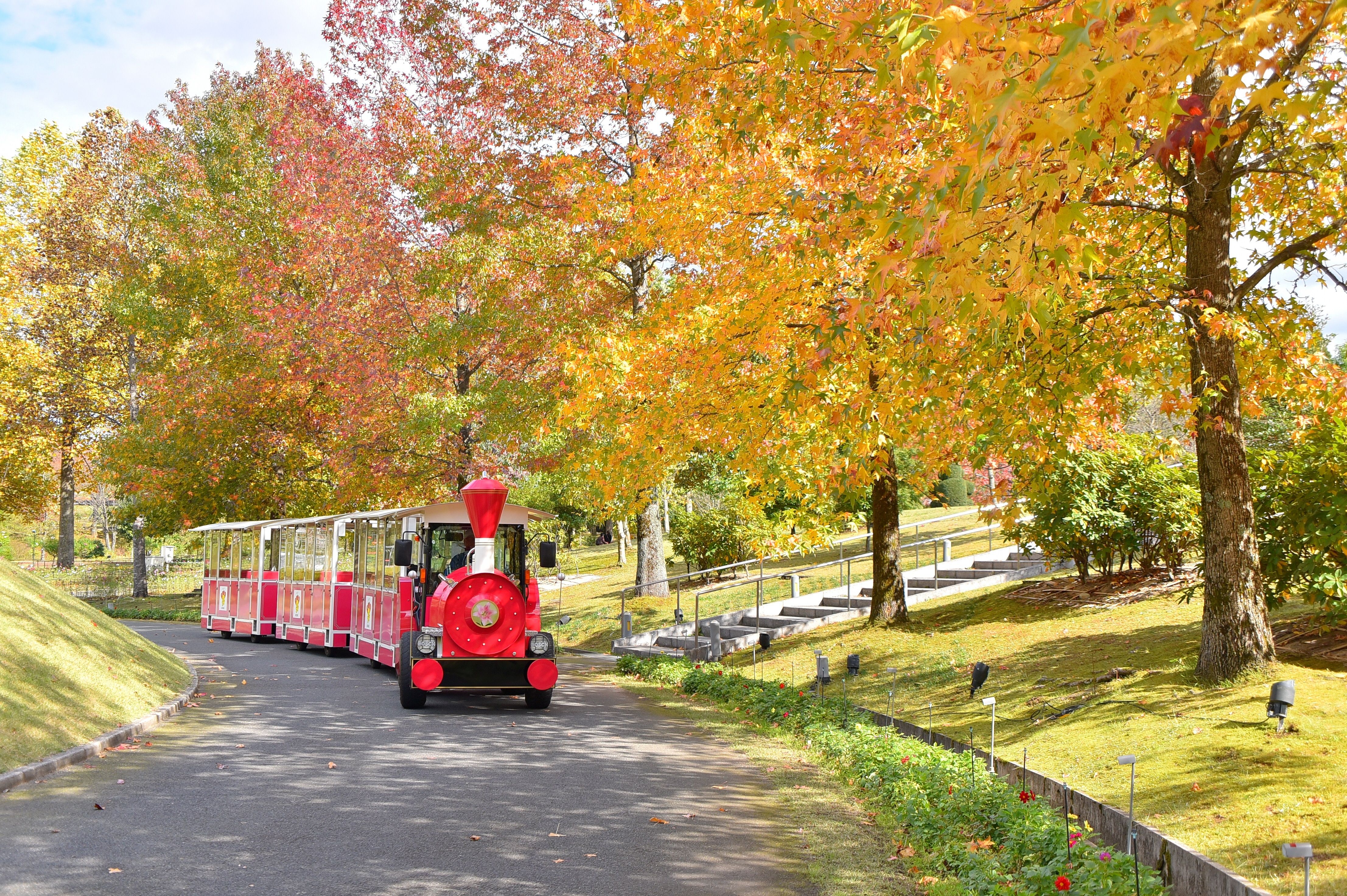 乘坐小火車暢遊鳥取花迴廊，秋日園內可看到赤紅金黃的紅葉景色。（圖片來源：©鳥取県.jpg