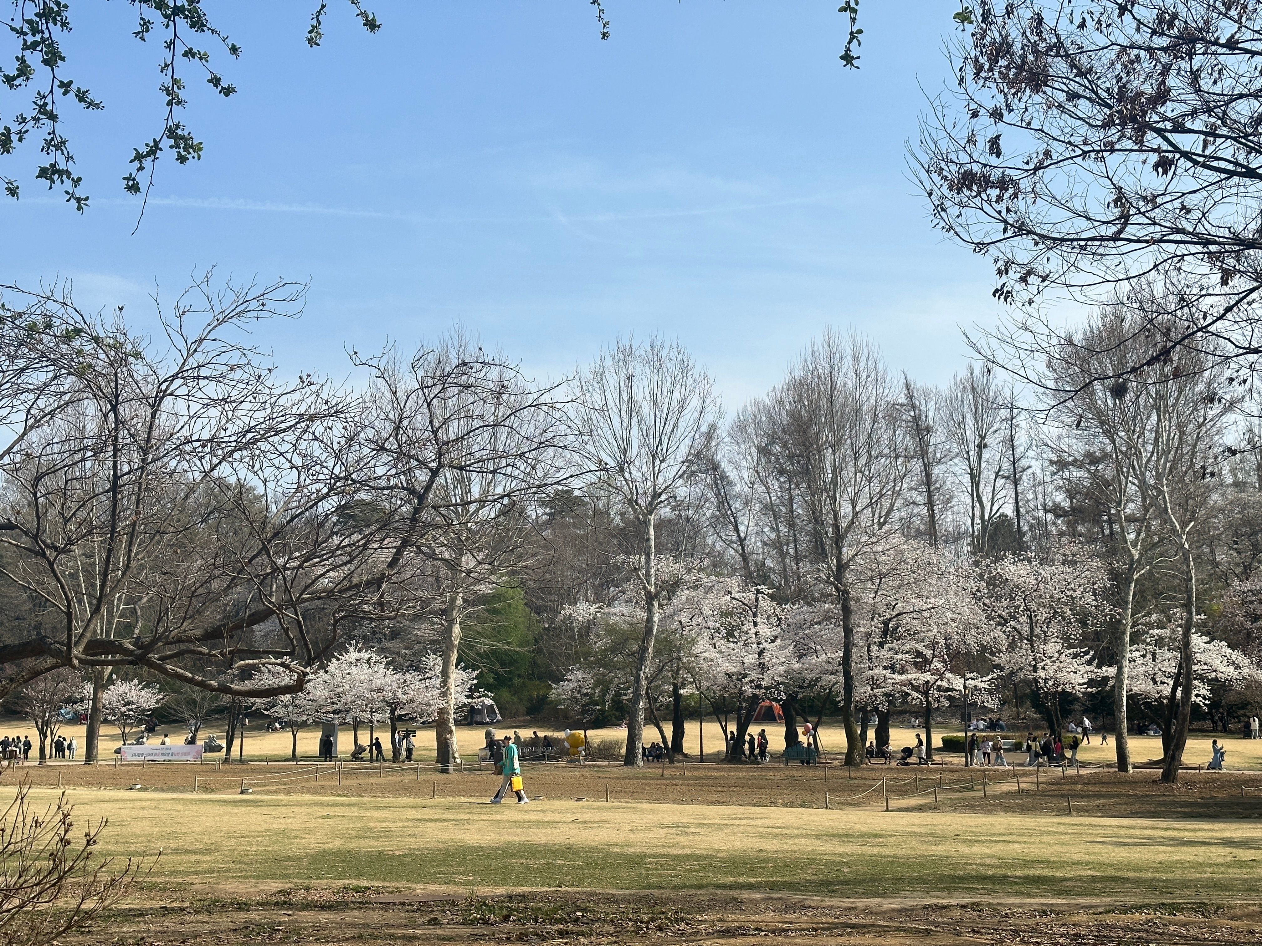 兒童大公園草地多，隨便都可以鋪張野餐墊席地賞花。.jpg