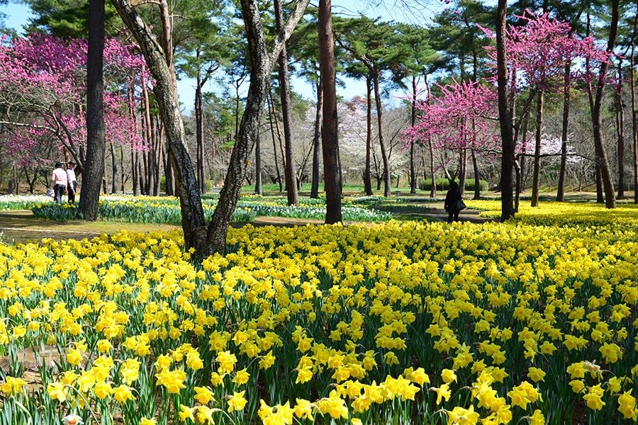 水仙公園.jpg