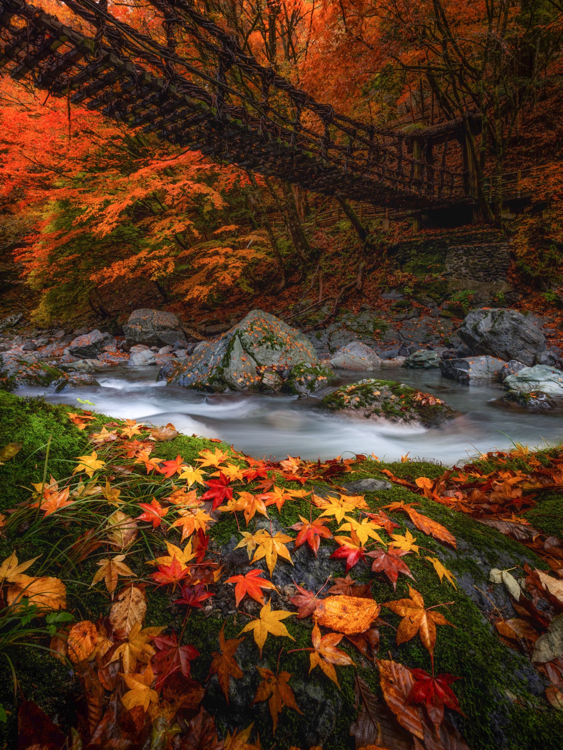 秋日紅葉是到訪奧祖谷二重蔓橋的最佳時間。（ 圖片來源：徳島県・徳島県観光協会）.jpeg