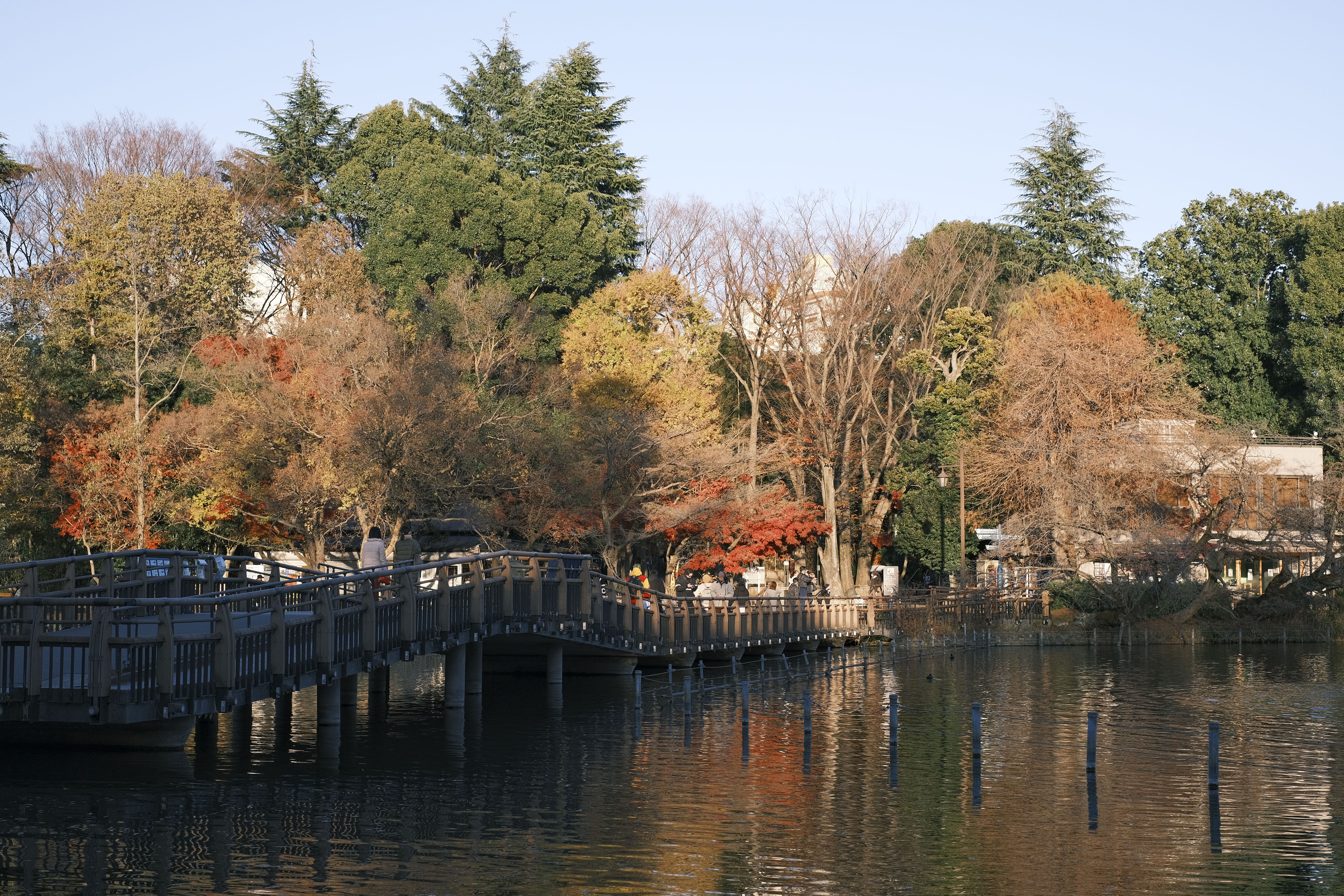 平日都有不少人來散步看紅葉.jpg