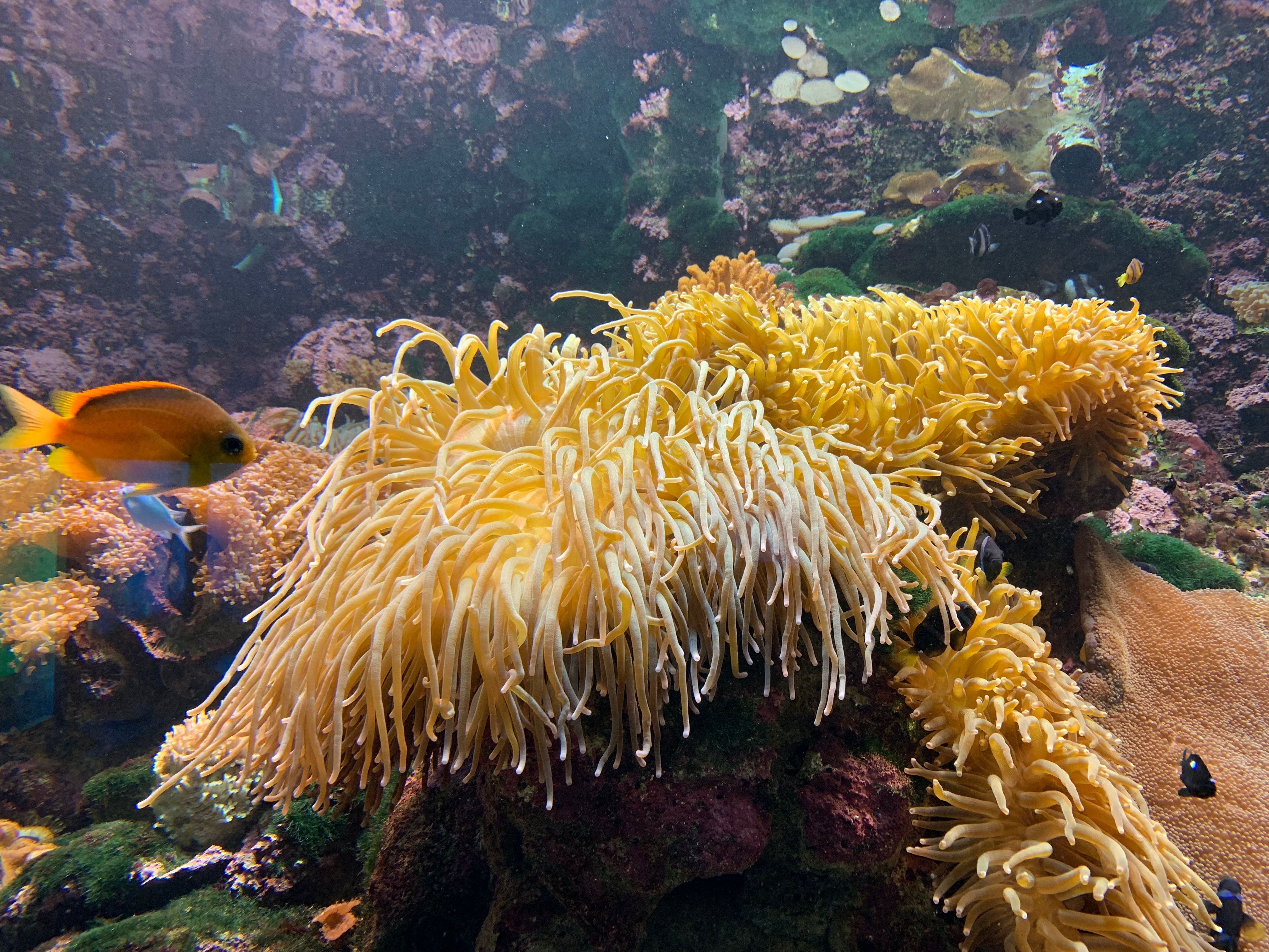 水族館內展示各種不同的海中生物。.jpg