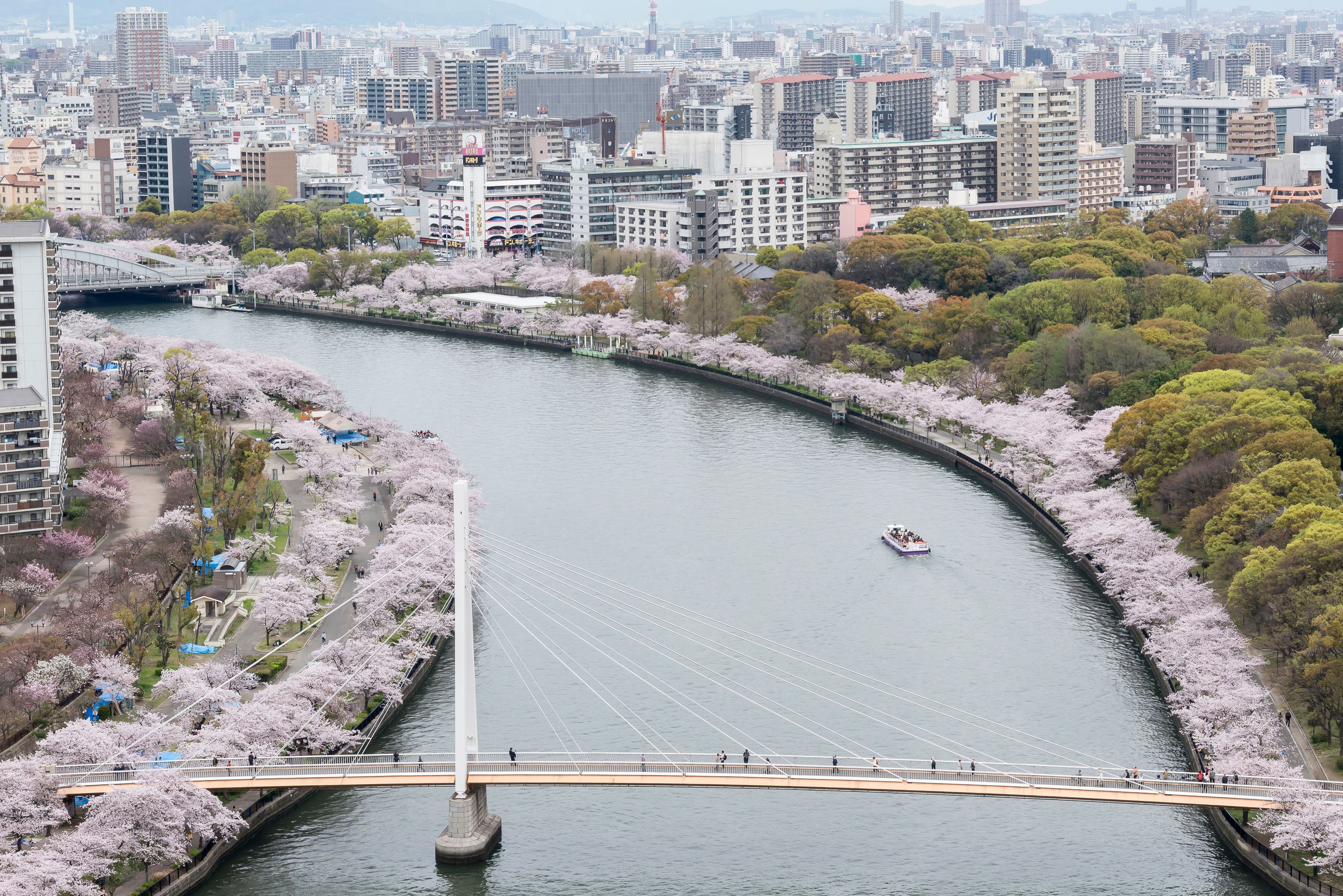 大阪城公園距離著名賞櫻勝地日本造幣局不遠，兩個景點之間約十多分鐘的步行距離，沿途有散落的櫻花可賞。(圖片來源：​​ ©(公財)大阪観光局).jpeg