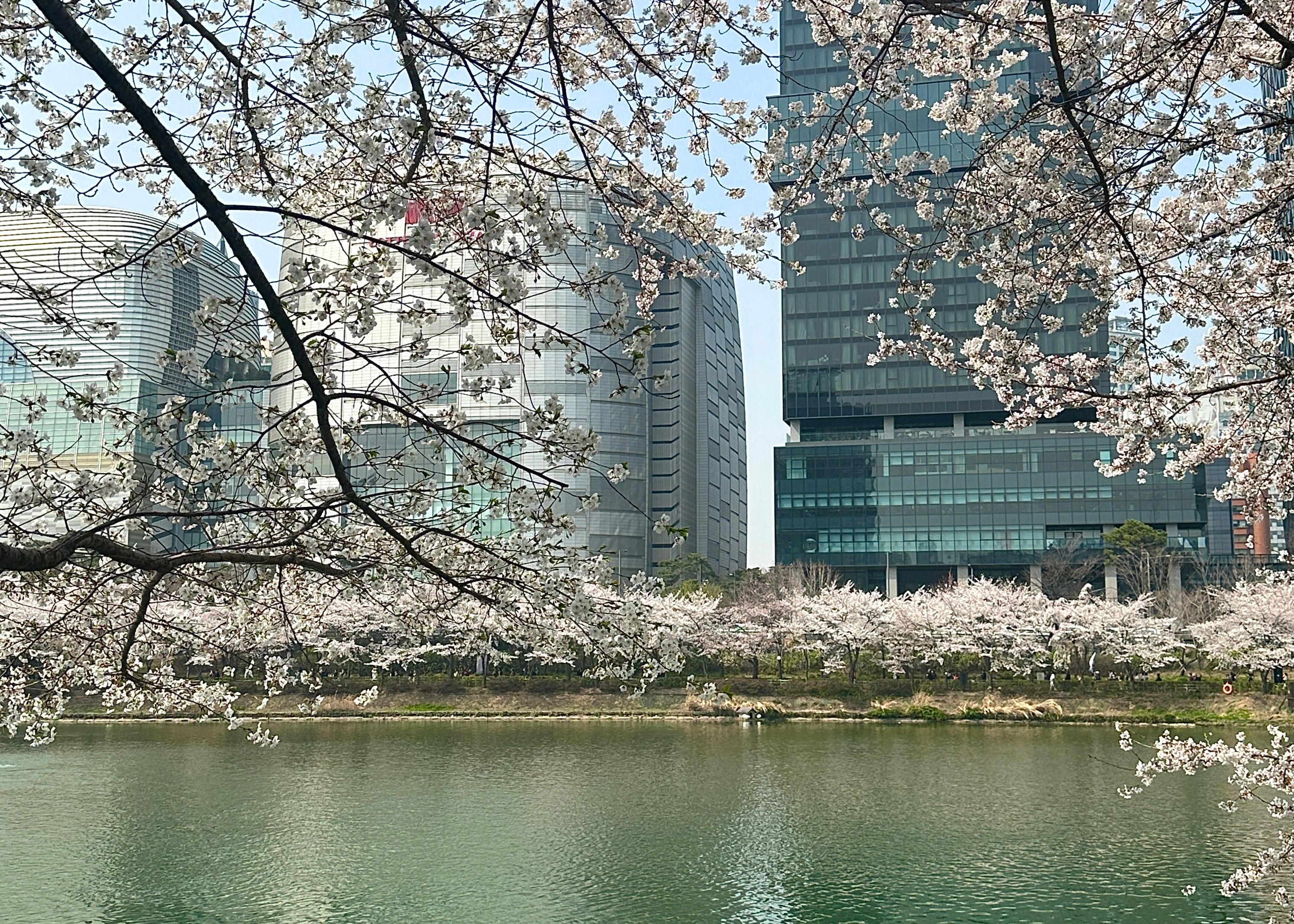 樂天世界塔底下即是石村湖水公園，抬頭即是摩天大廈。.jpg