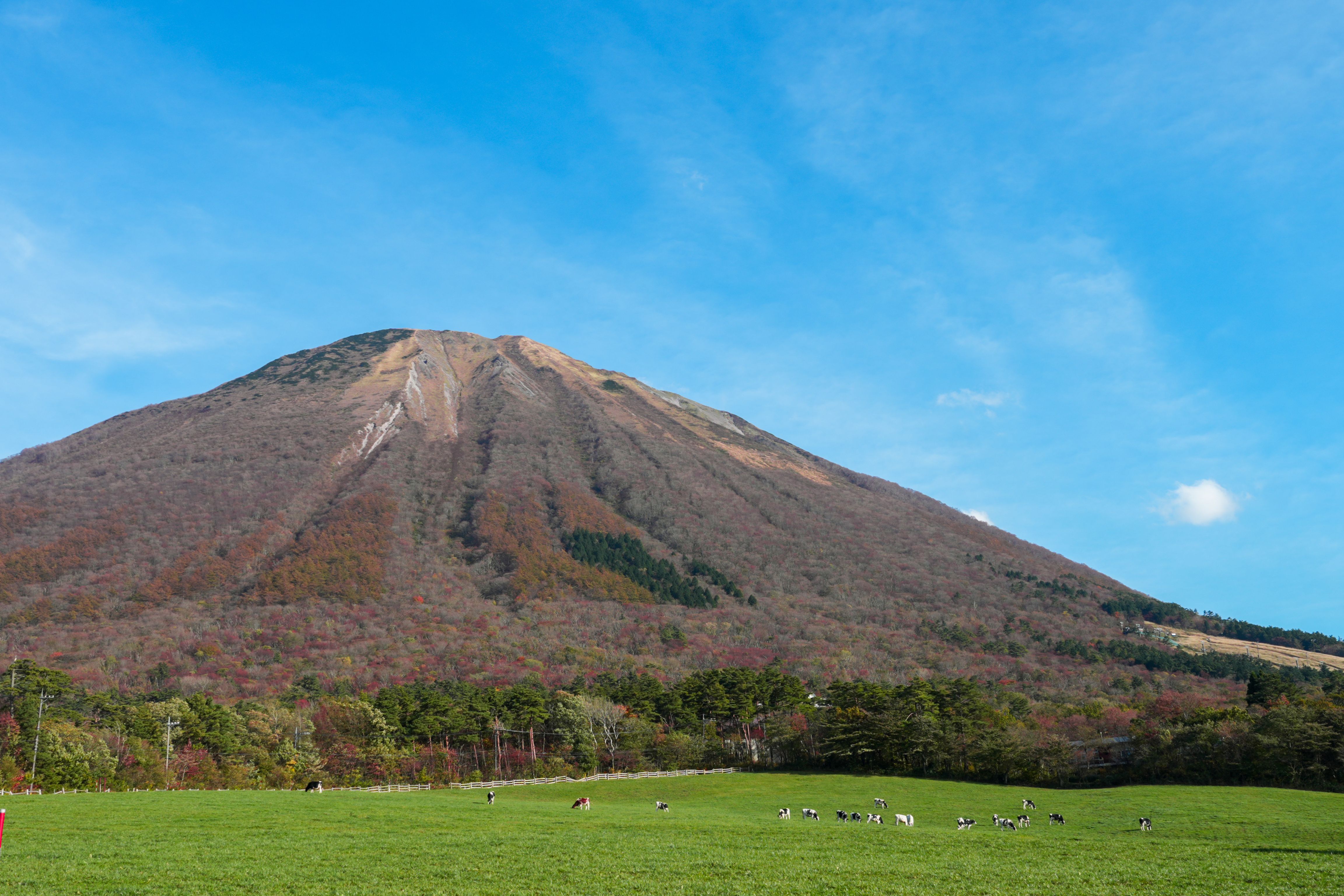 大山牧場牛奶之鄉可以看到以大山作背景的放牧景色。，.JPG