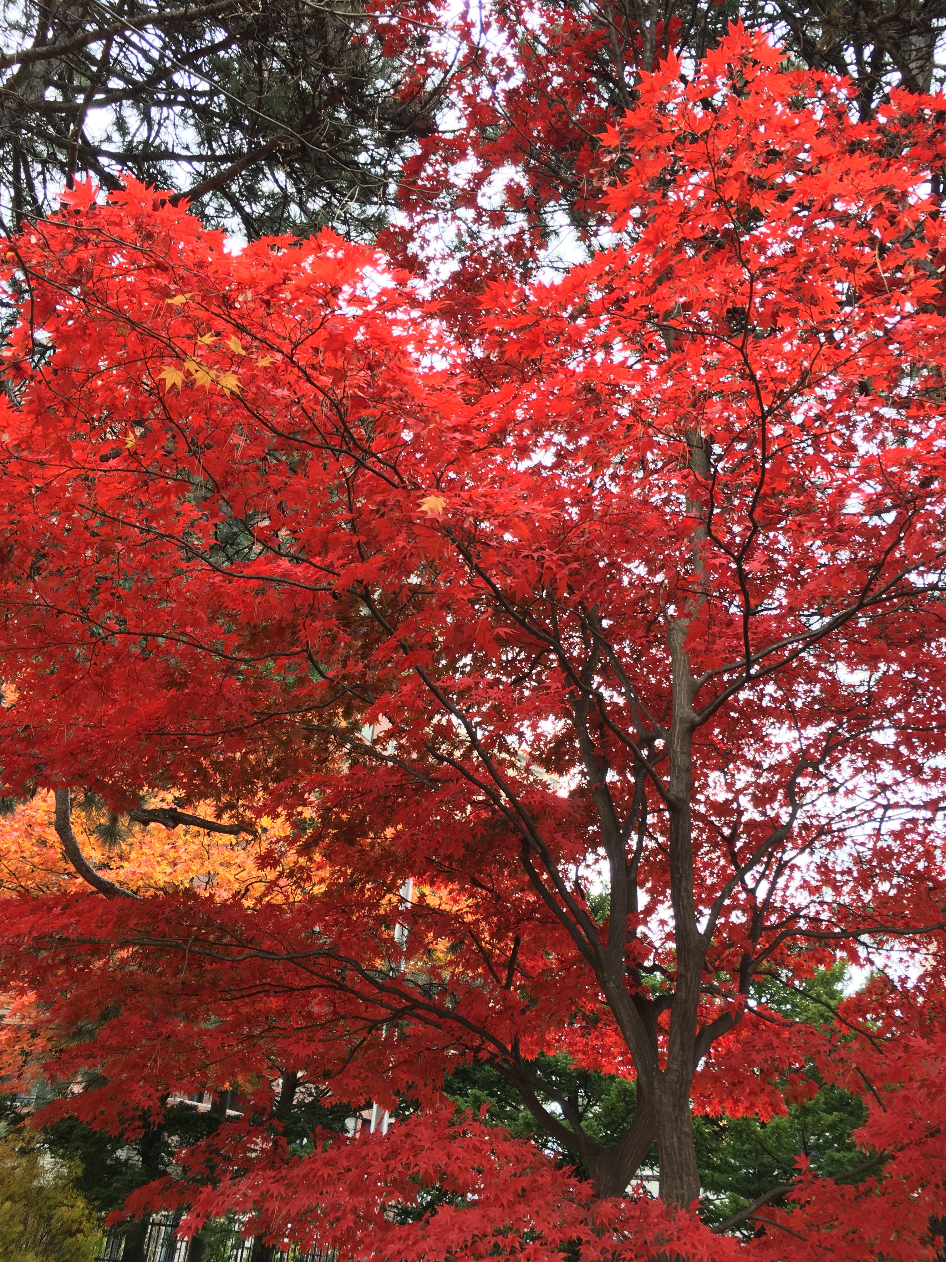火紅的楓葉為秋天的中島公園增添魅力。.jpg