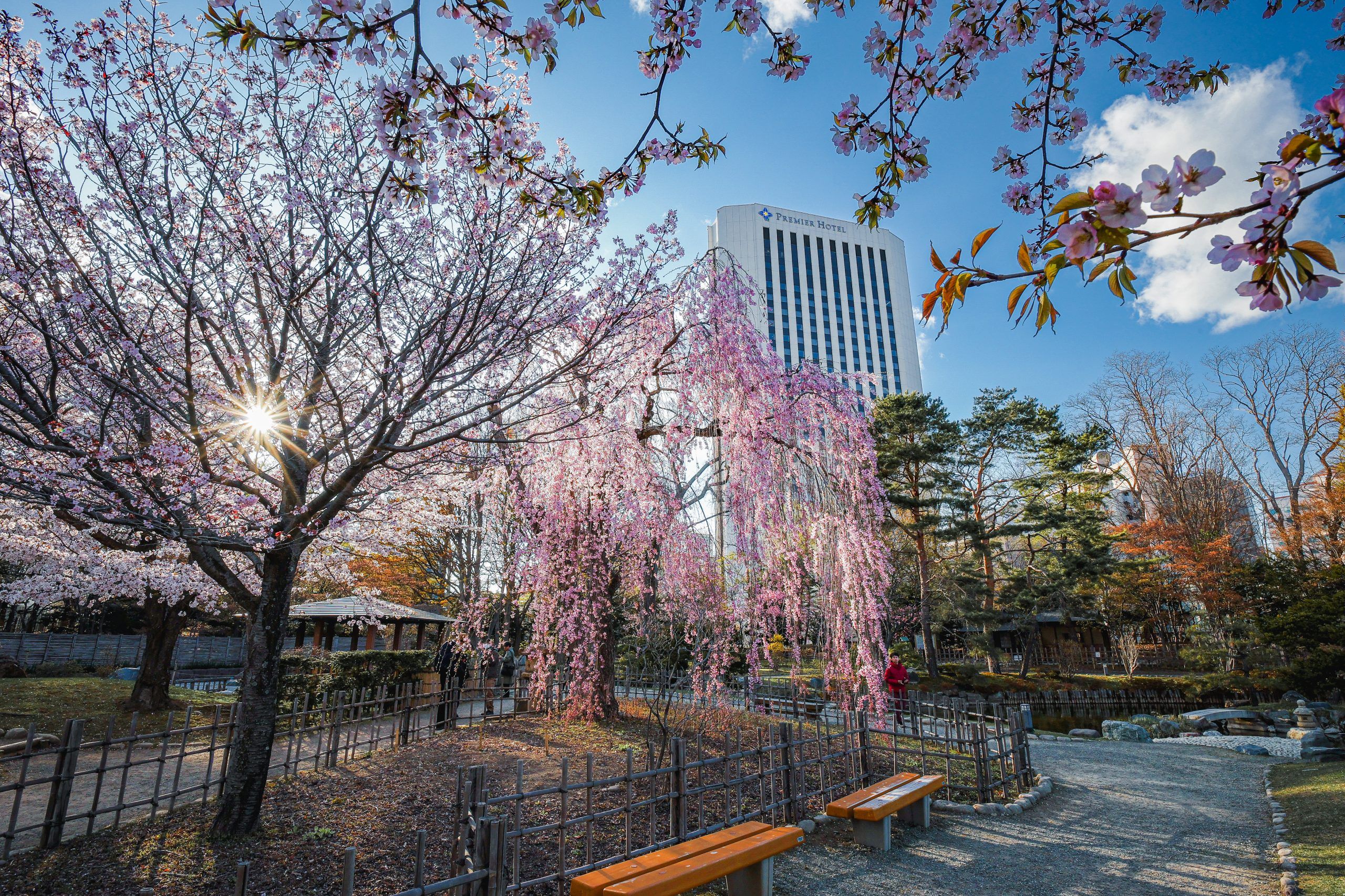 櫻花盛開的中島公園，是札幌的賞櫻名所。(官網相片).jpg