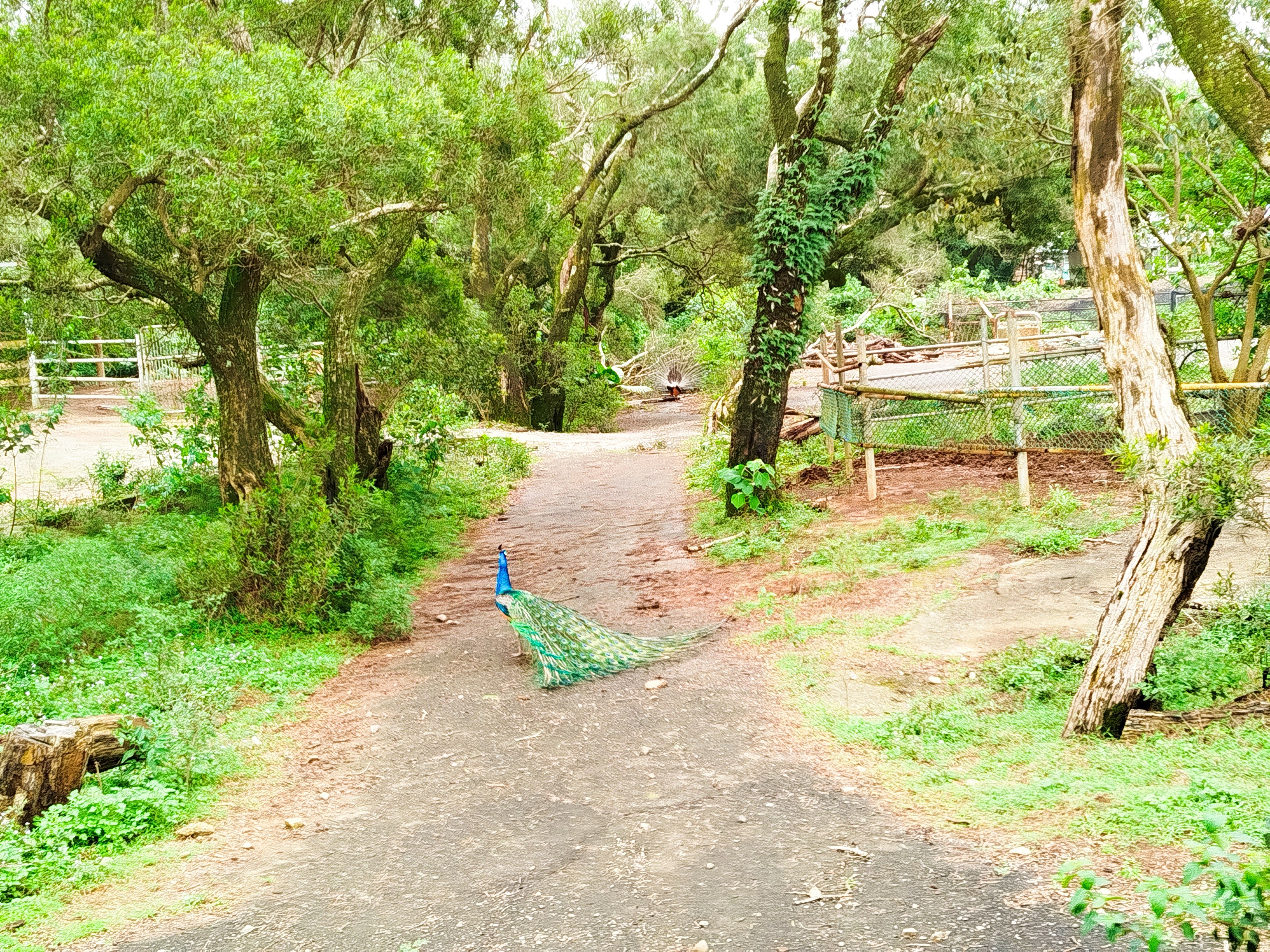 孔雀在動物園路上自由行走。.jpg