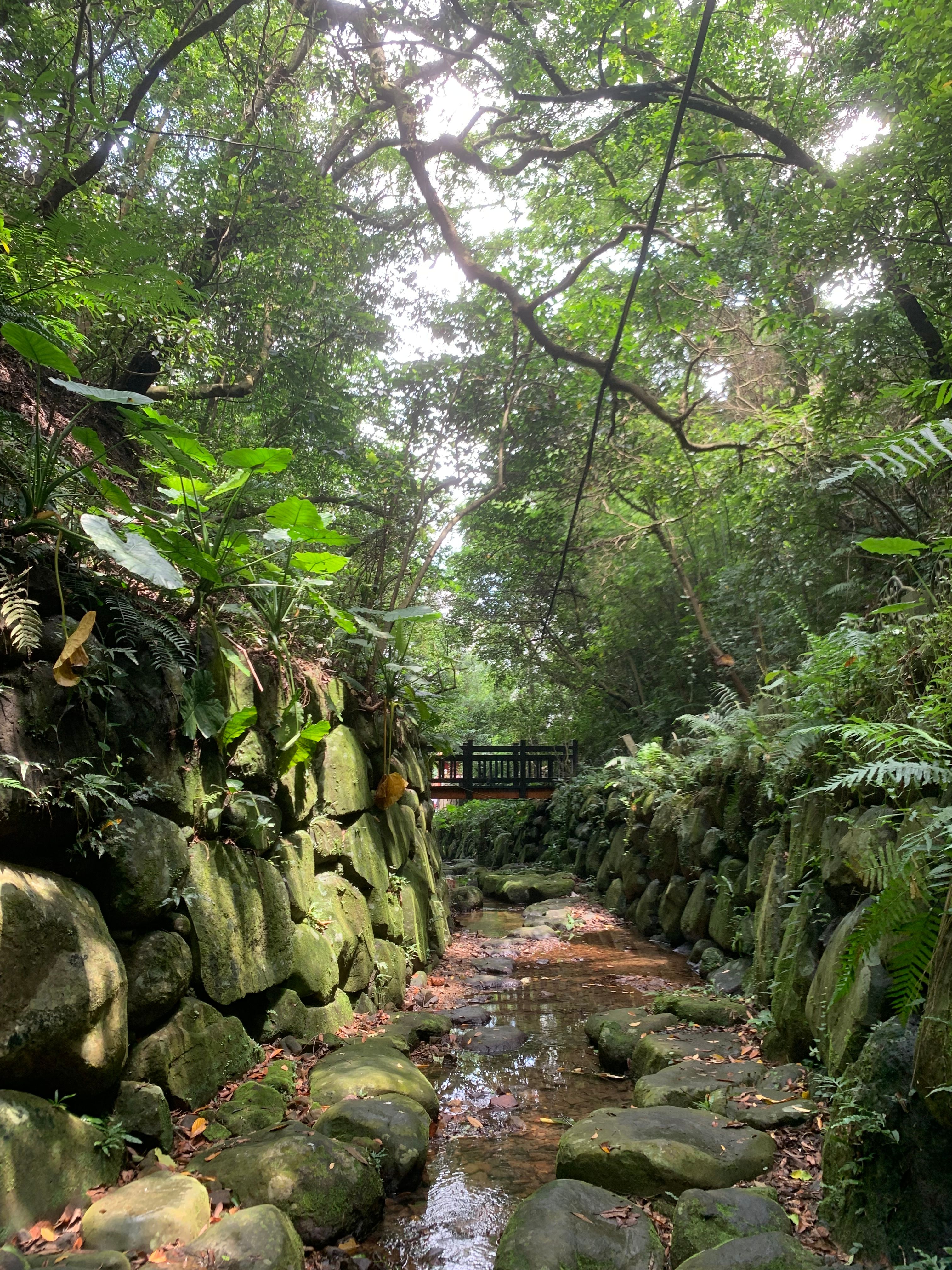 台北虎山環狀步道屬山澗型的生態環境。jpg.jpg