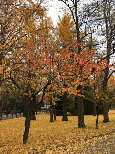 中島公園的秋天，金黃中帶點暗紅。.jpg